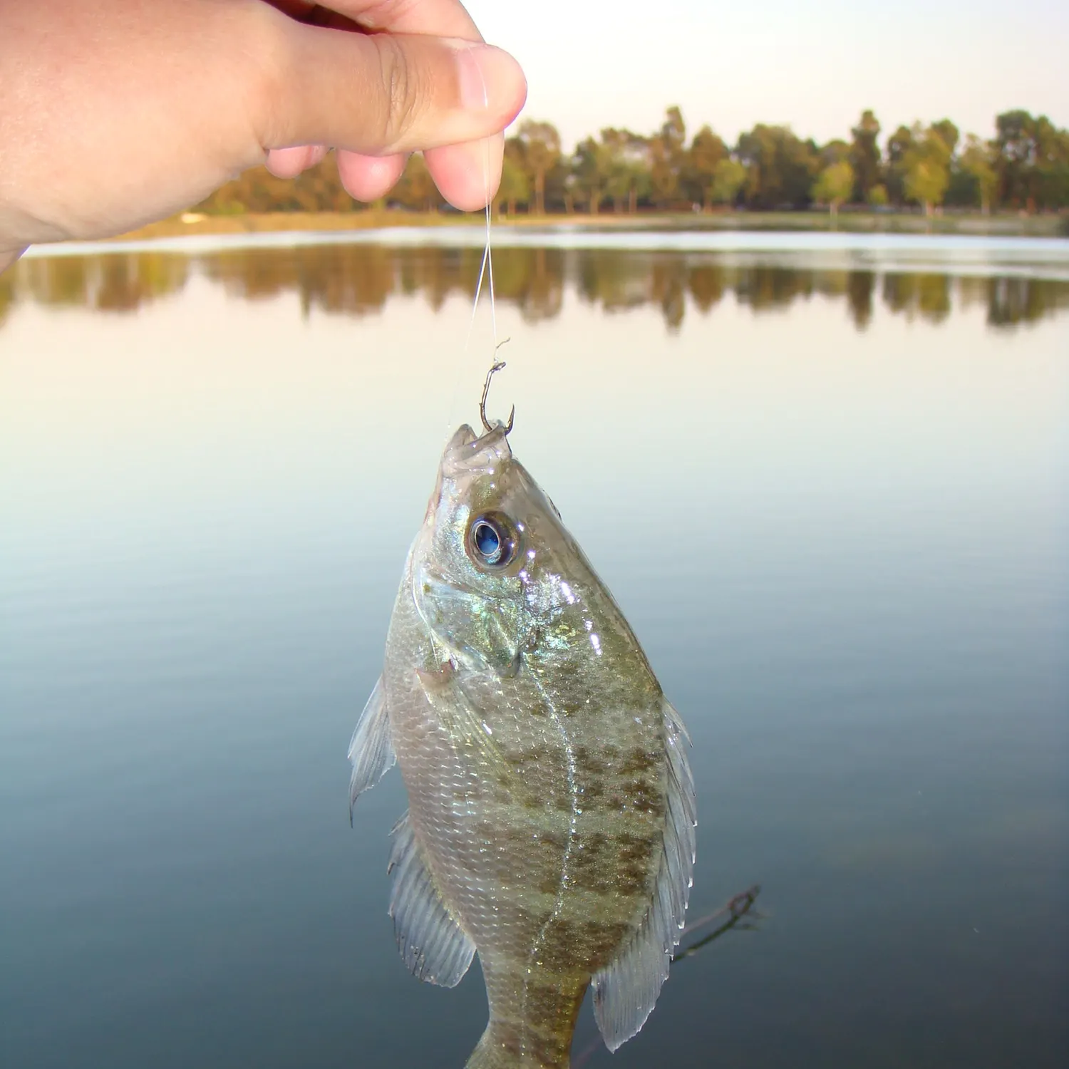 The most recent Bluegill catches on Fishbrain