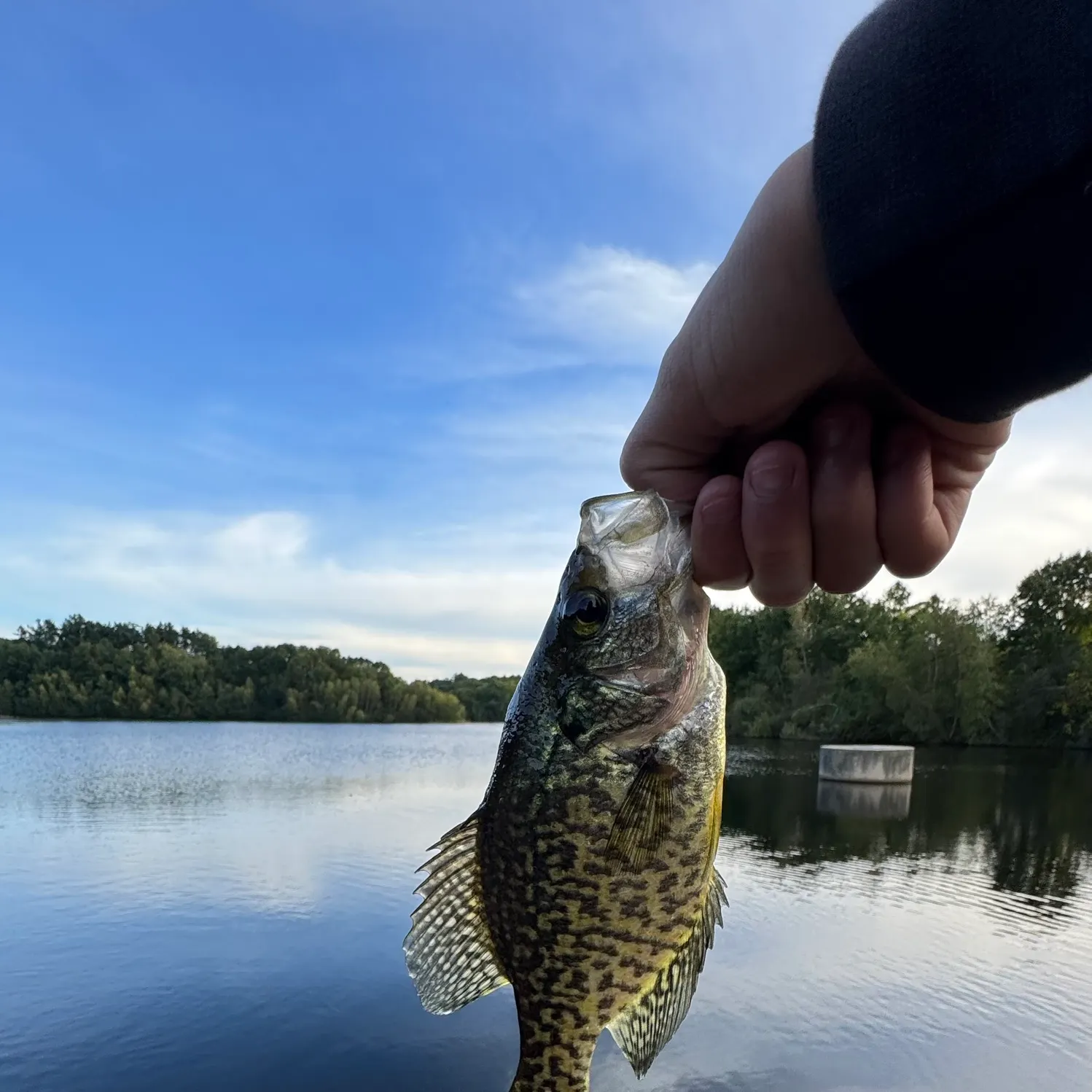 Black crappie caught on Fishbrain