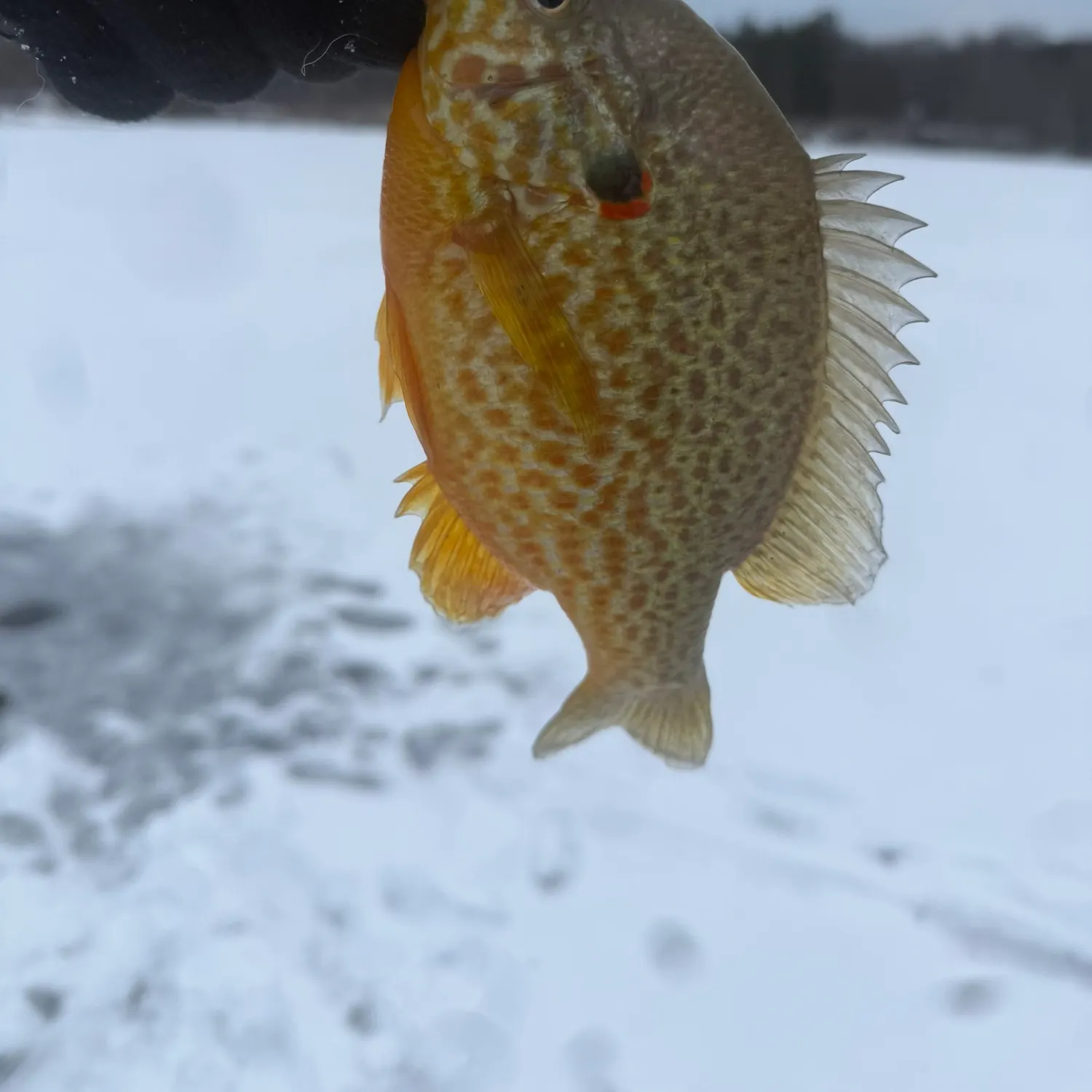 The most recent Pumpkinseed catches on Fishbrain