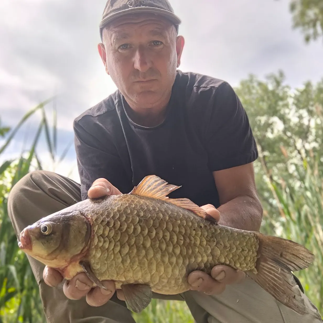 The most recent Japanese white crucian carp catches on Fishbrain