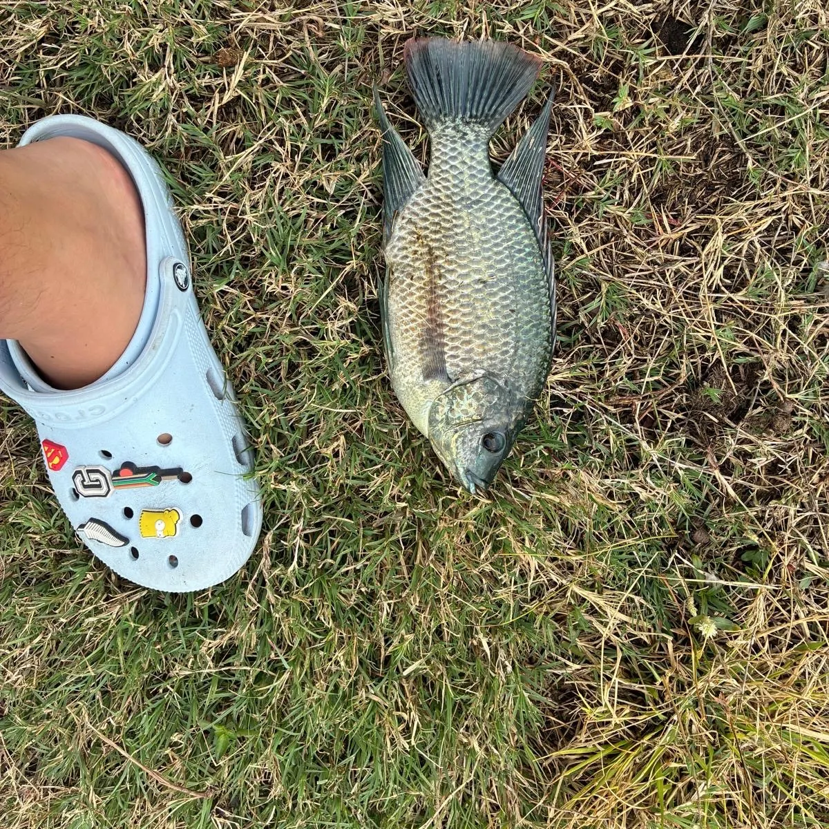 Blue tilapia caught on Fishbrain