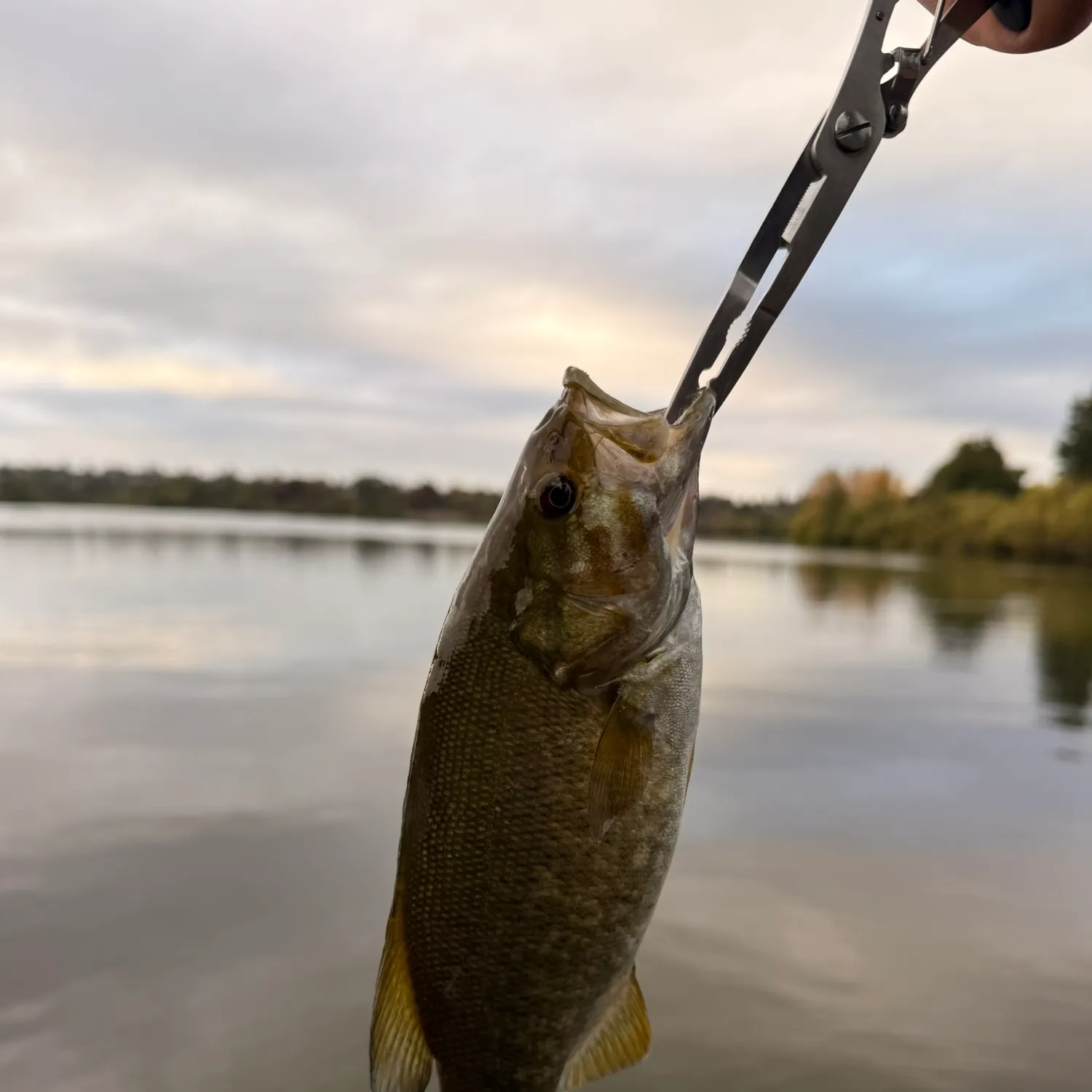 Smallmouth bass caught on Fishbrain