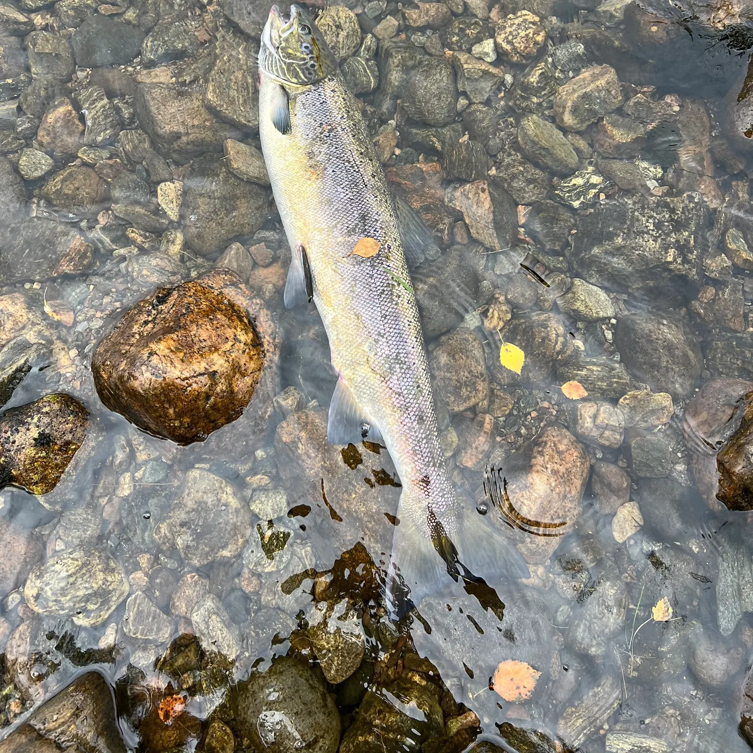 Atlantic salmon caught on Fishbrain