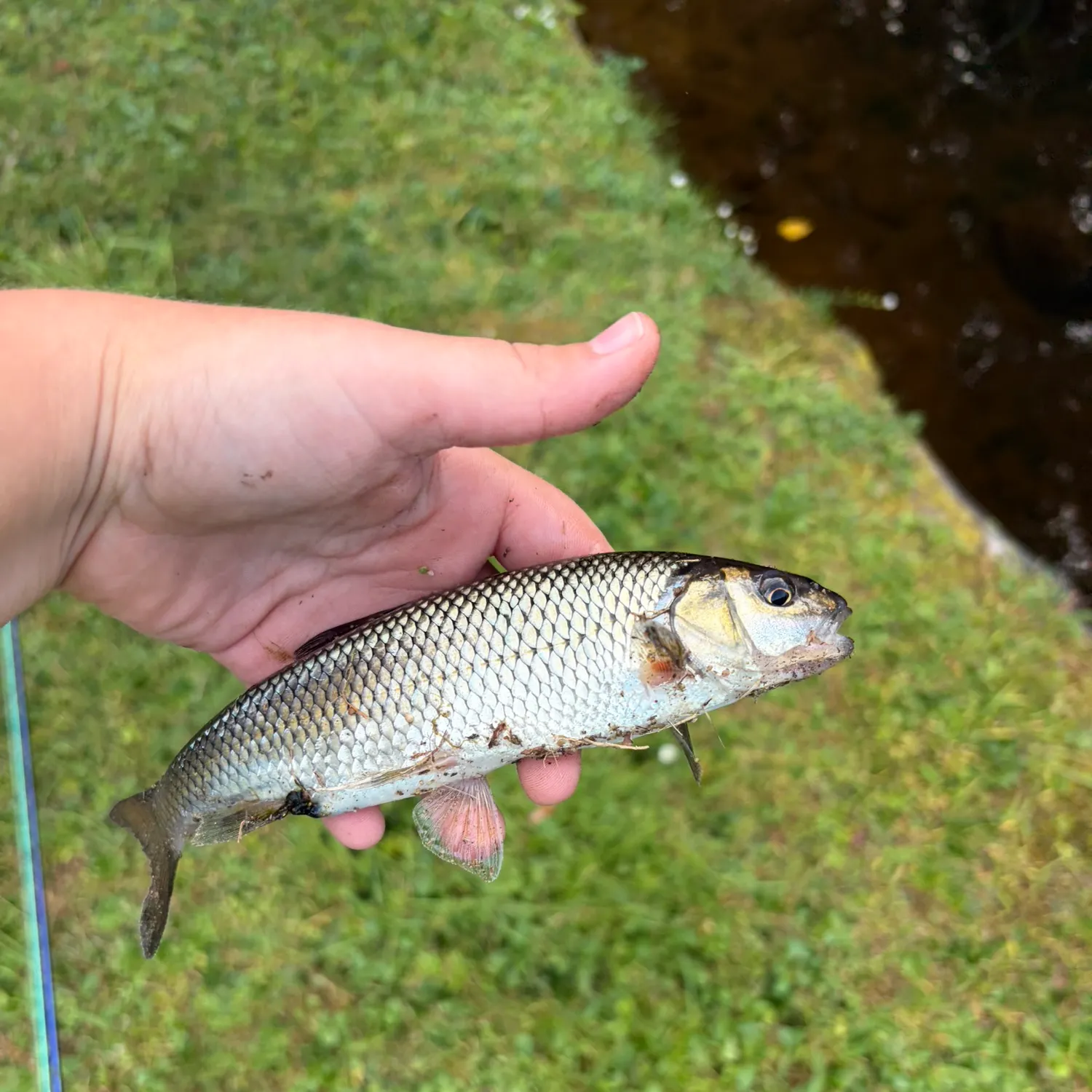 Fallfish caught on Fishbrain