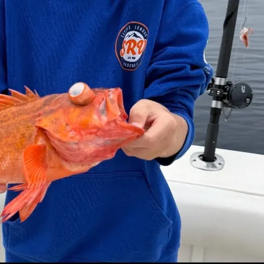 The most recent Green blotched rockfish catches on Fishbrain