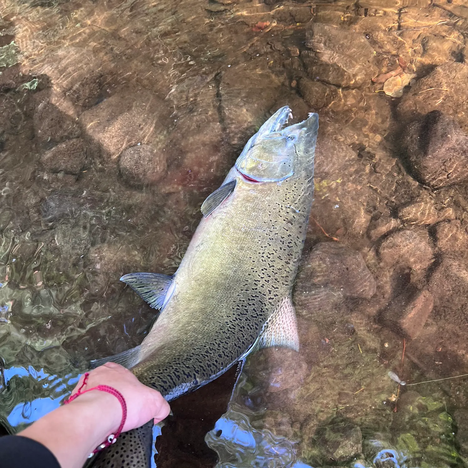 Chinook salmon caught on Fishbrain