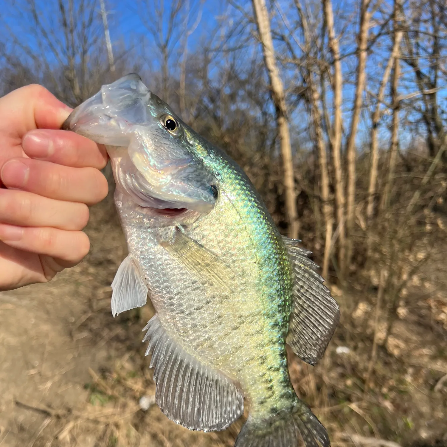 The most recent White crappie catches on Fishbrain