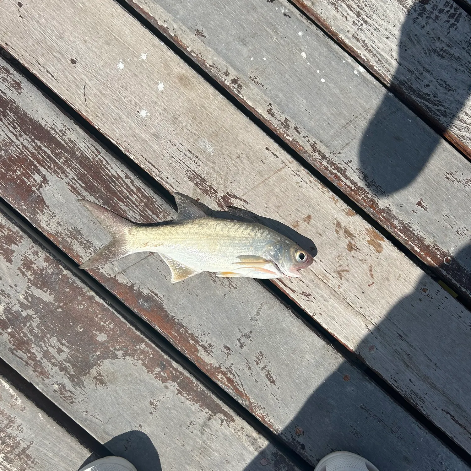 The most recent Blue runner catches on Fishbrain