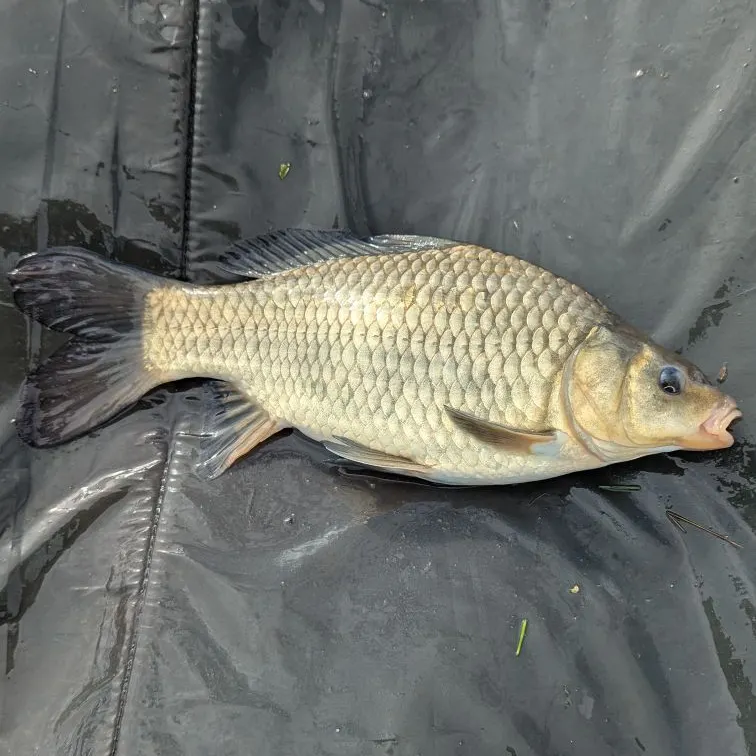 F1 carp caught on Fishbrain
