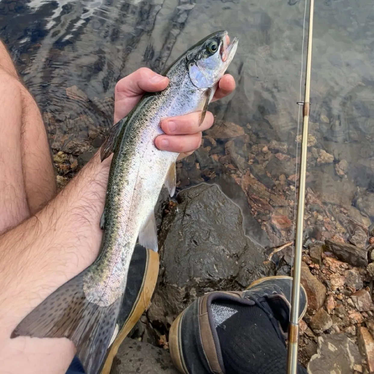 Cutbow caught on Fishbrain