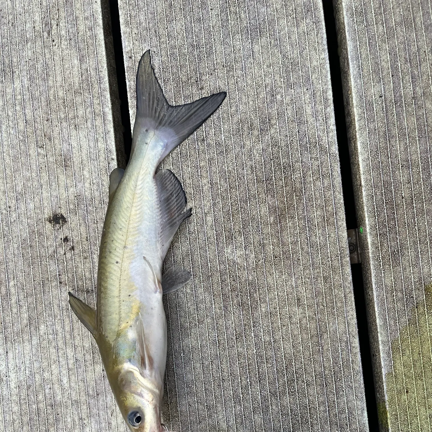 Channel catfish caught on Fishbrain