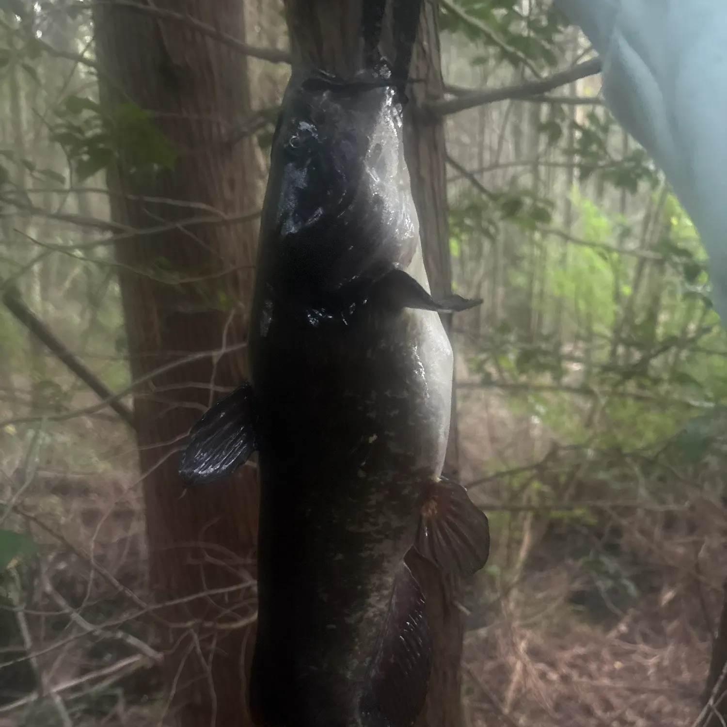 Brown bullhead caught on Fishbrain
