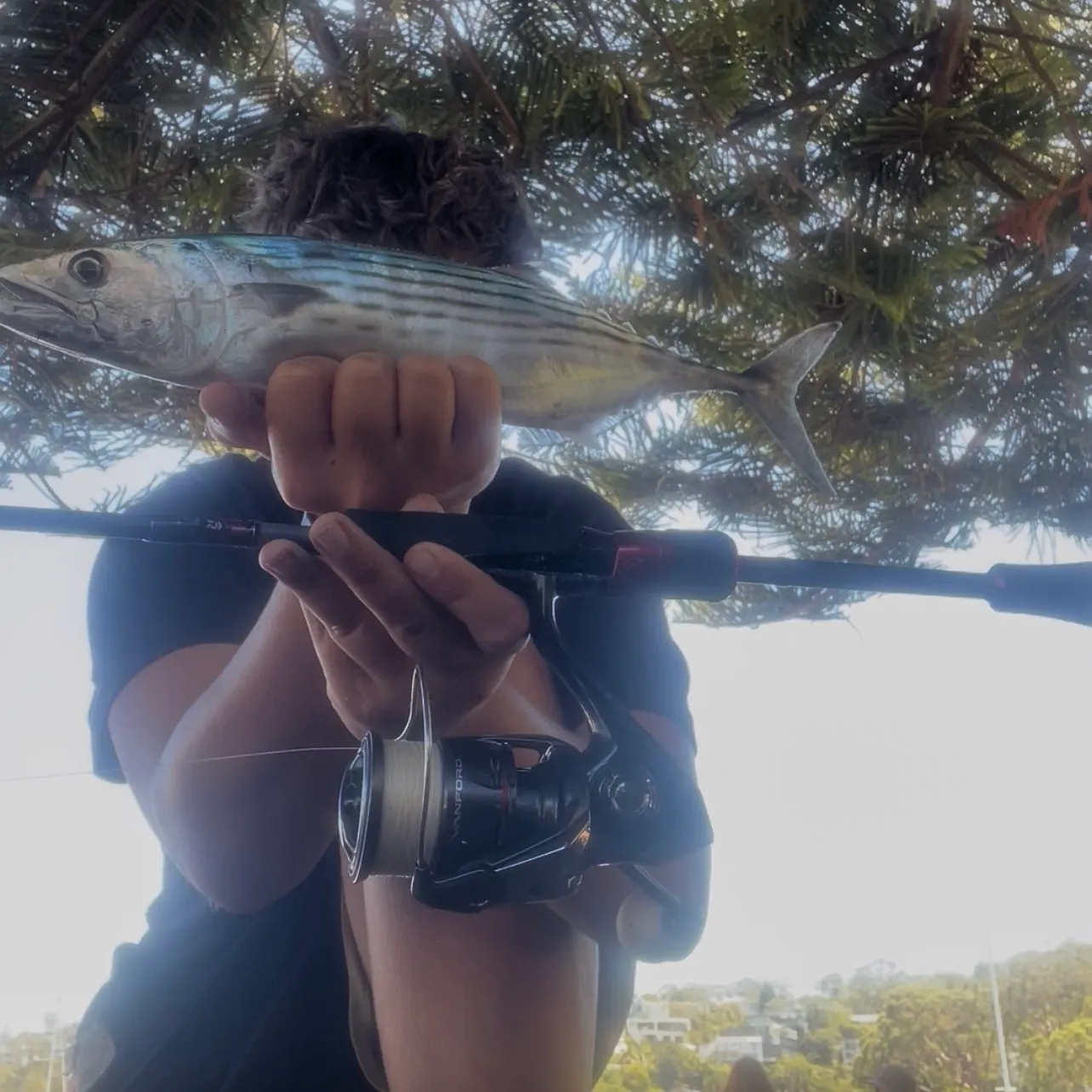 The most recent Australian bonito catches on Fishbrain