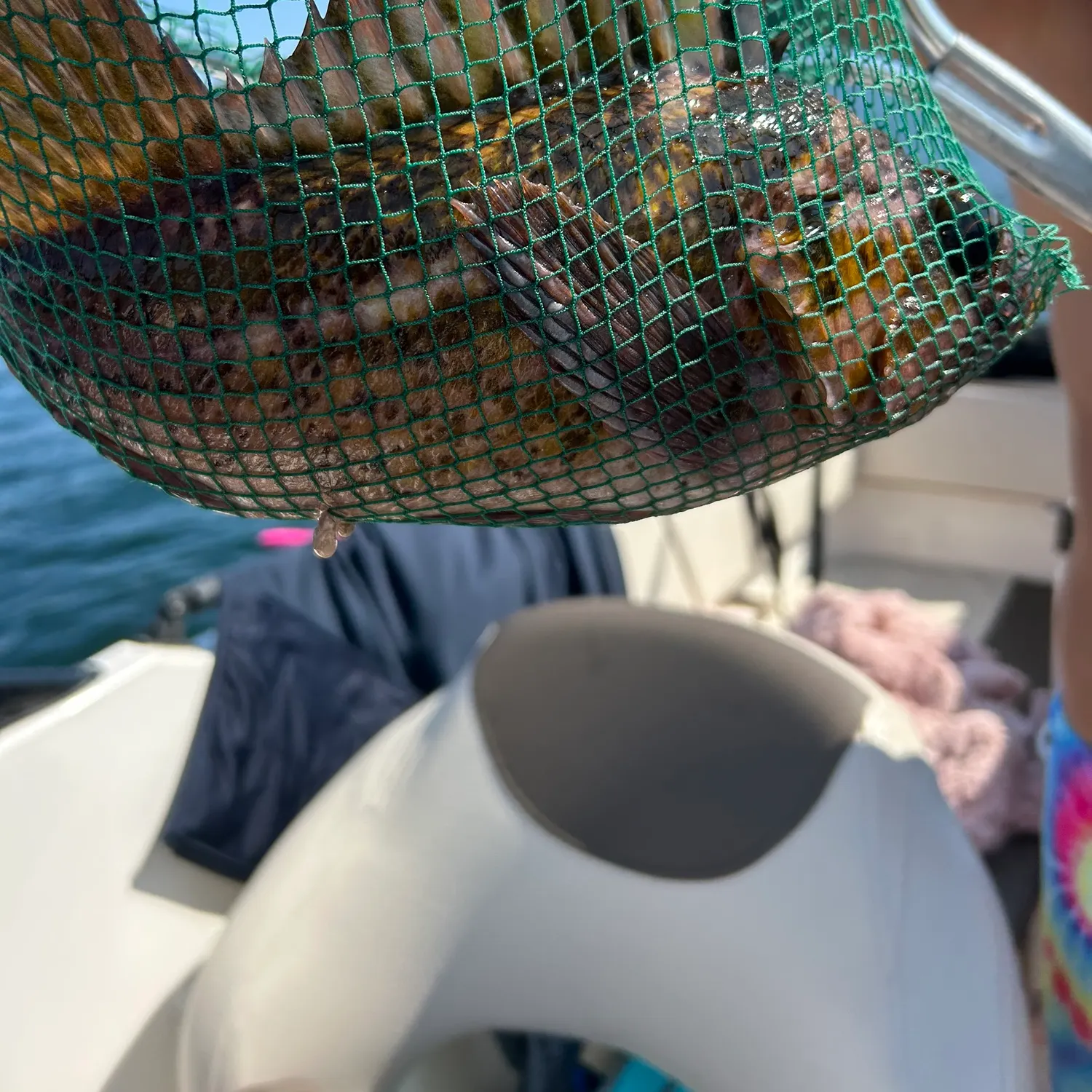 The most recent Copper rockfish catches on Fishbrain