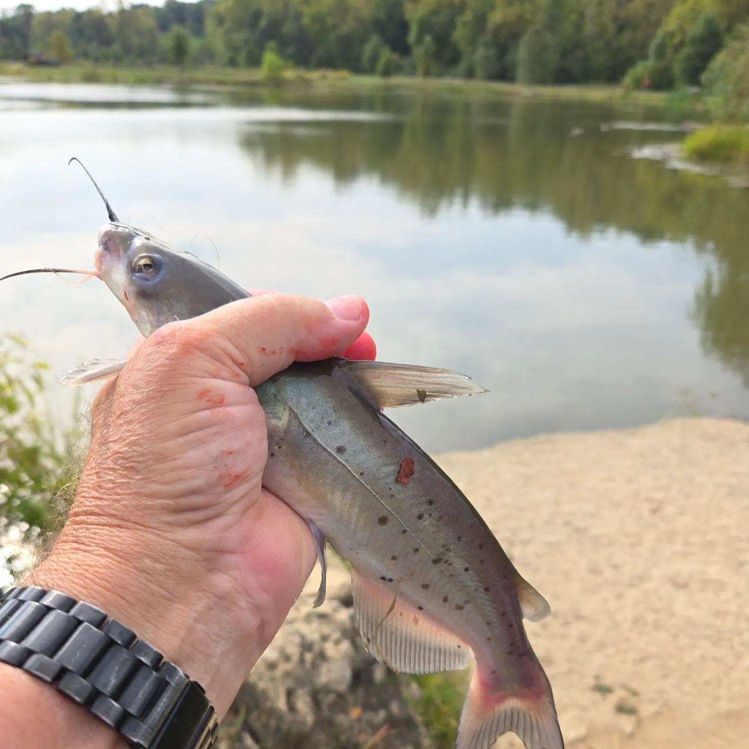 Channel catfish caught on Fishbrain