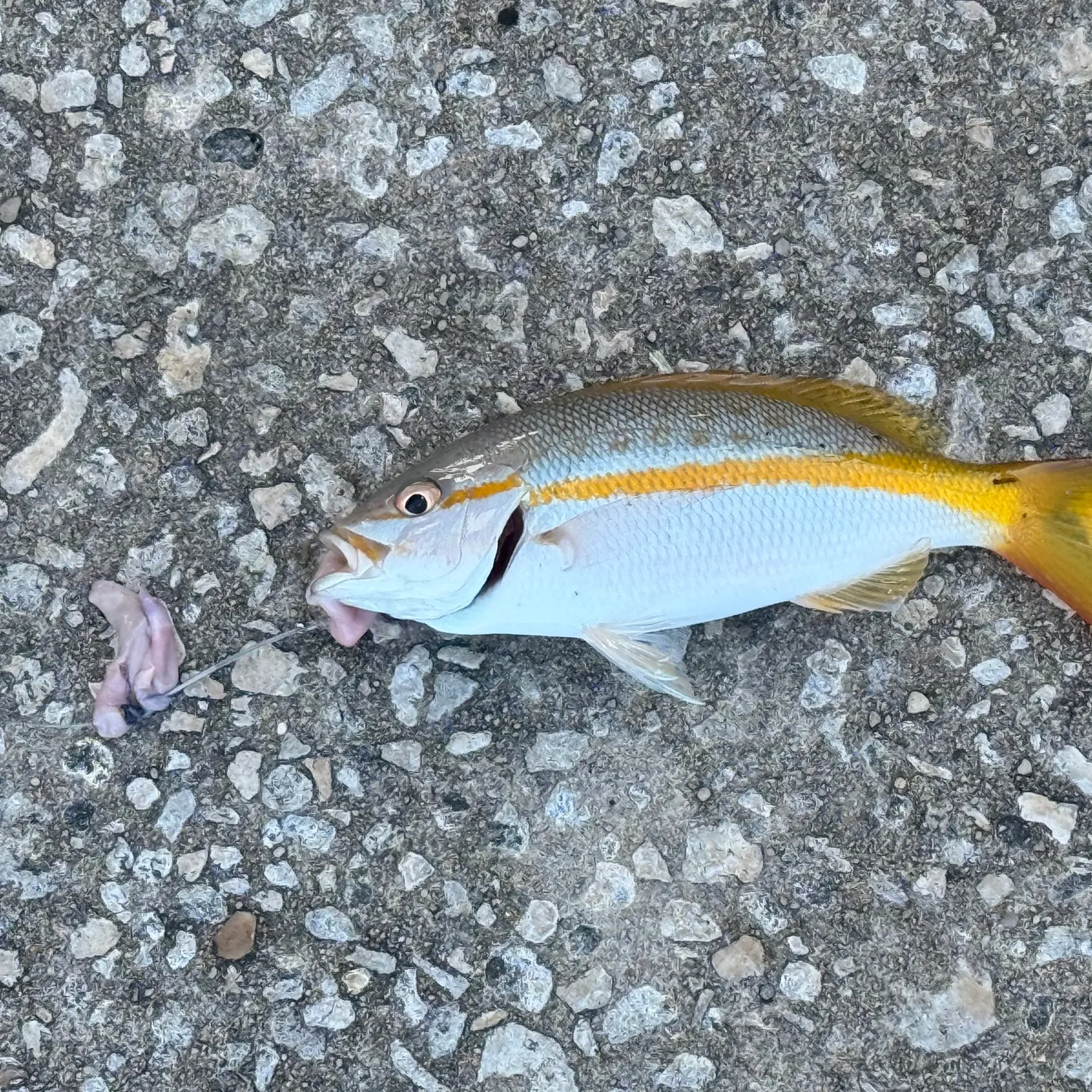 The most recent Yellowtail snapper catches on Fishbrain