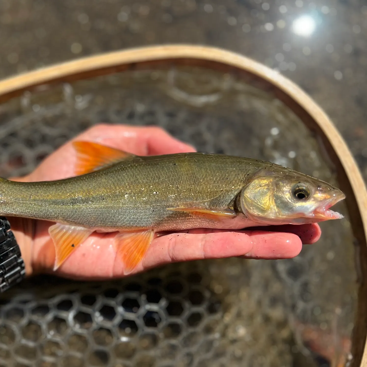 The most recent Hardhead minnow catches on Fishbrain