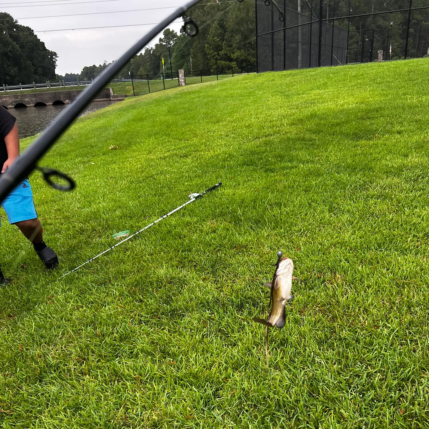 Channel catfish caught on Fishbrain