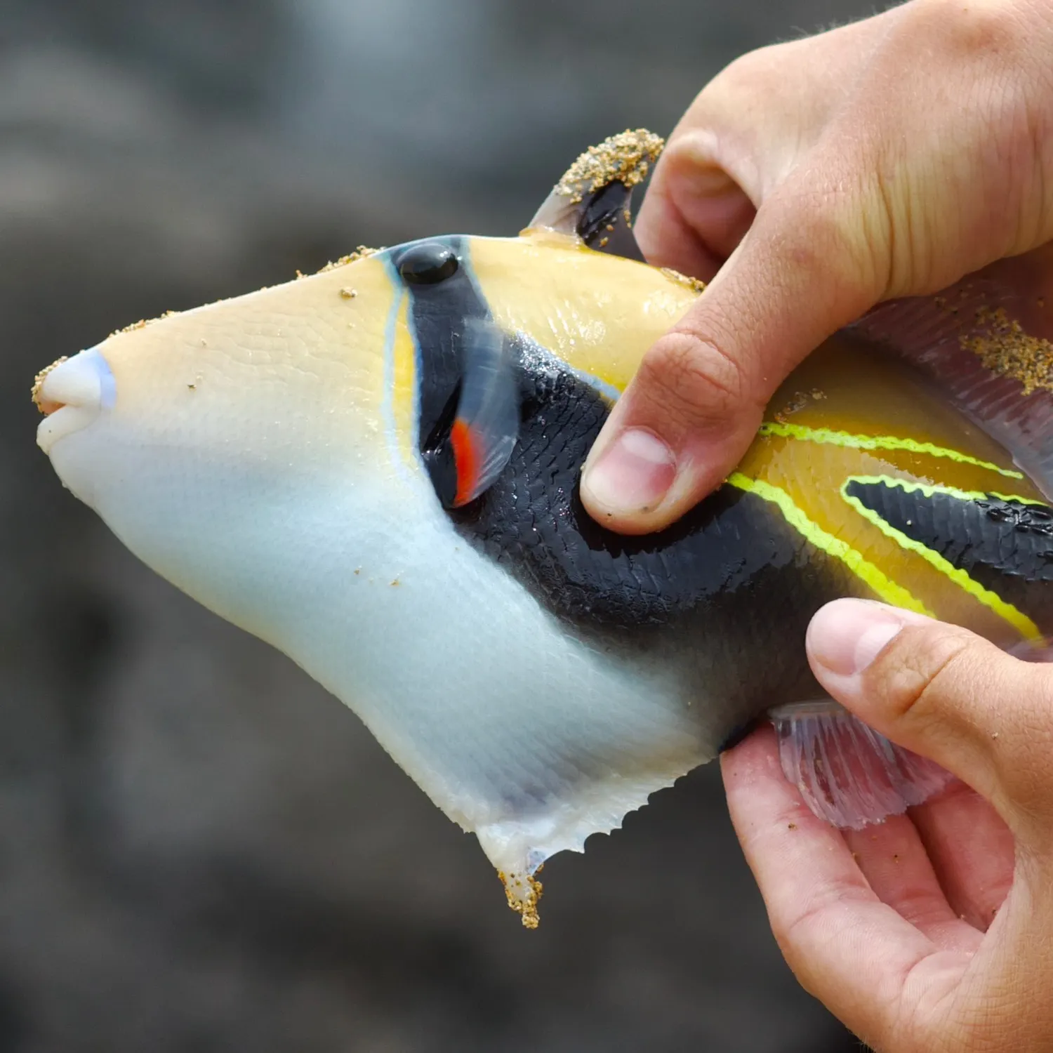 The most recent Wedge-tail triggerfish catches on Fishbrain
