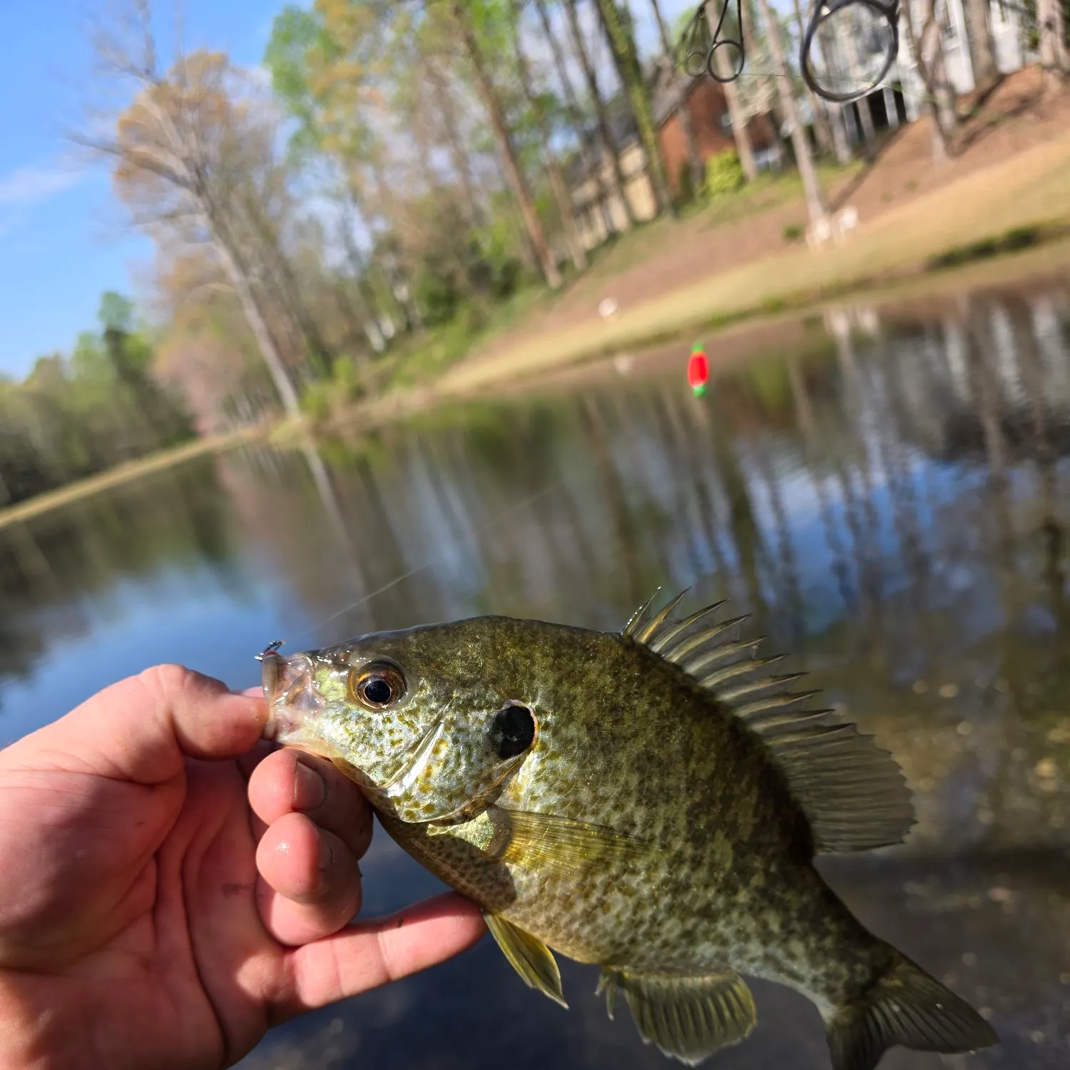 The most recent Redear sunfish catches on Fishbrain