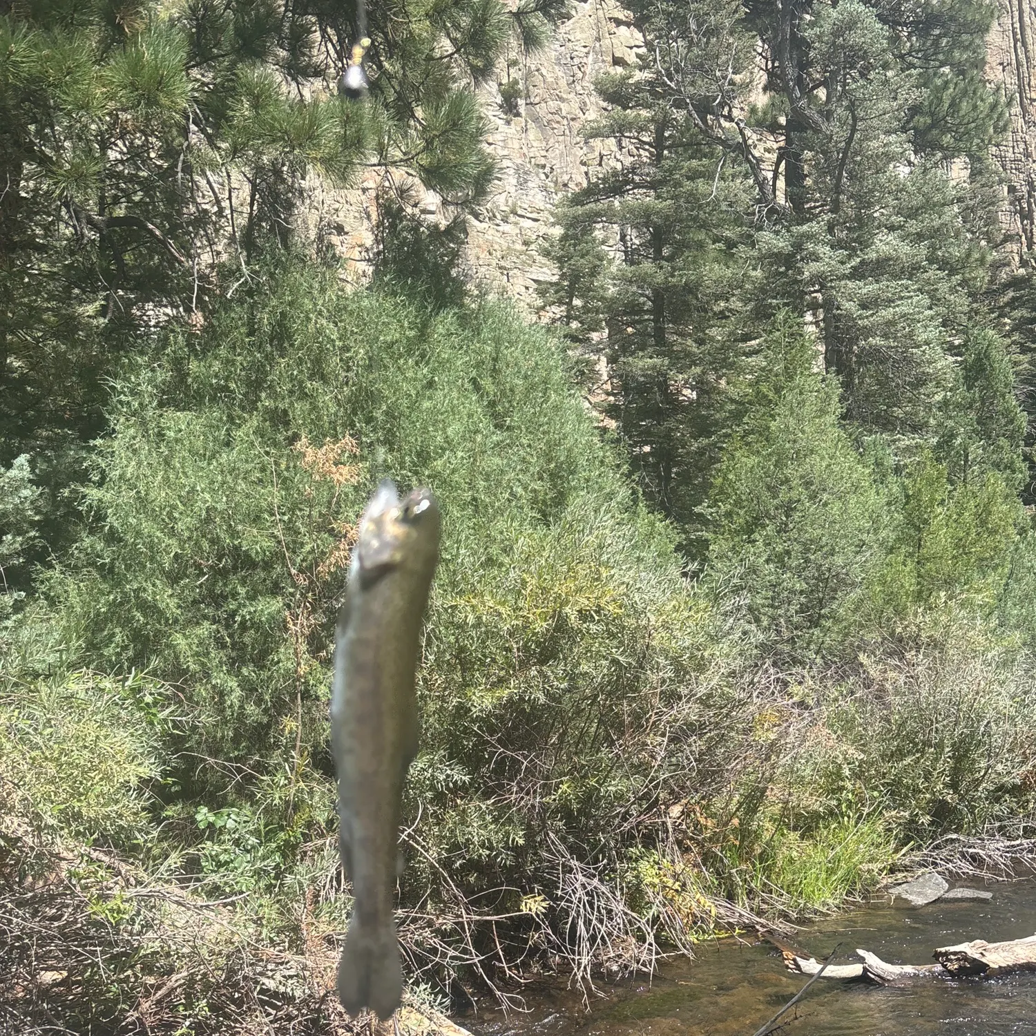 Rainbow trout caught on Fishbrain