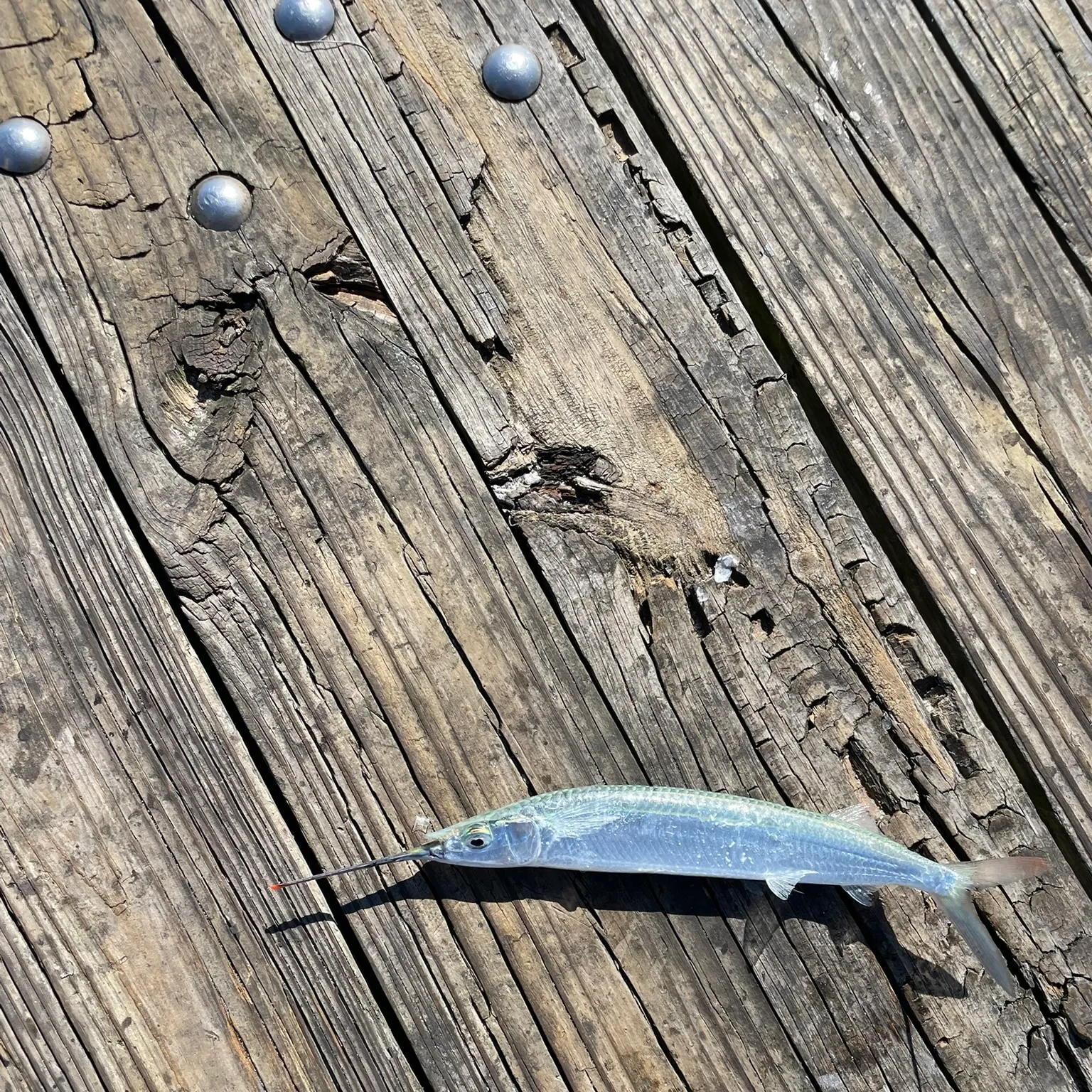 The most recent Ballyhoo halfbeak catches on Fishbrain