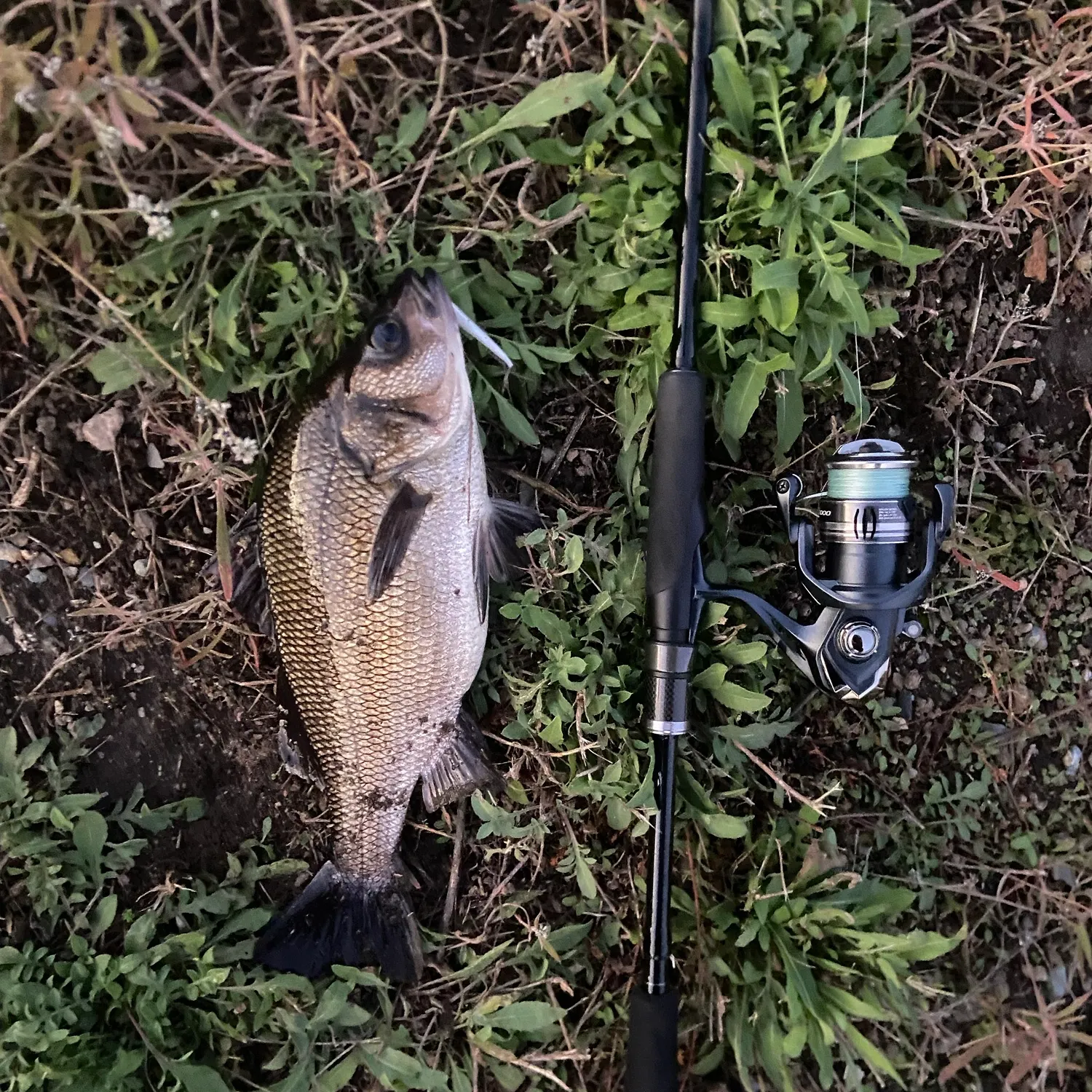 White perch caught on Fishbrain