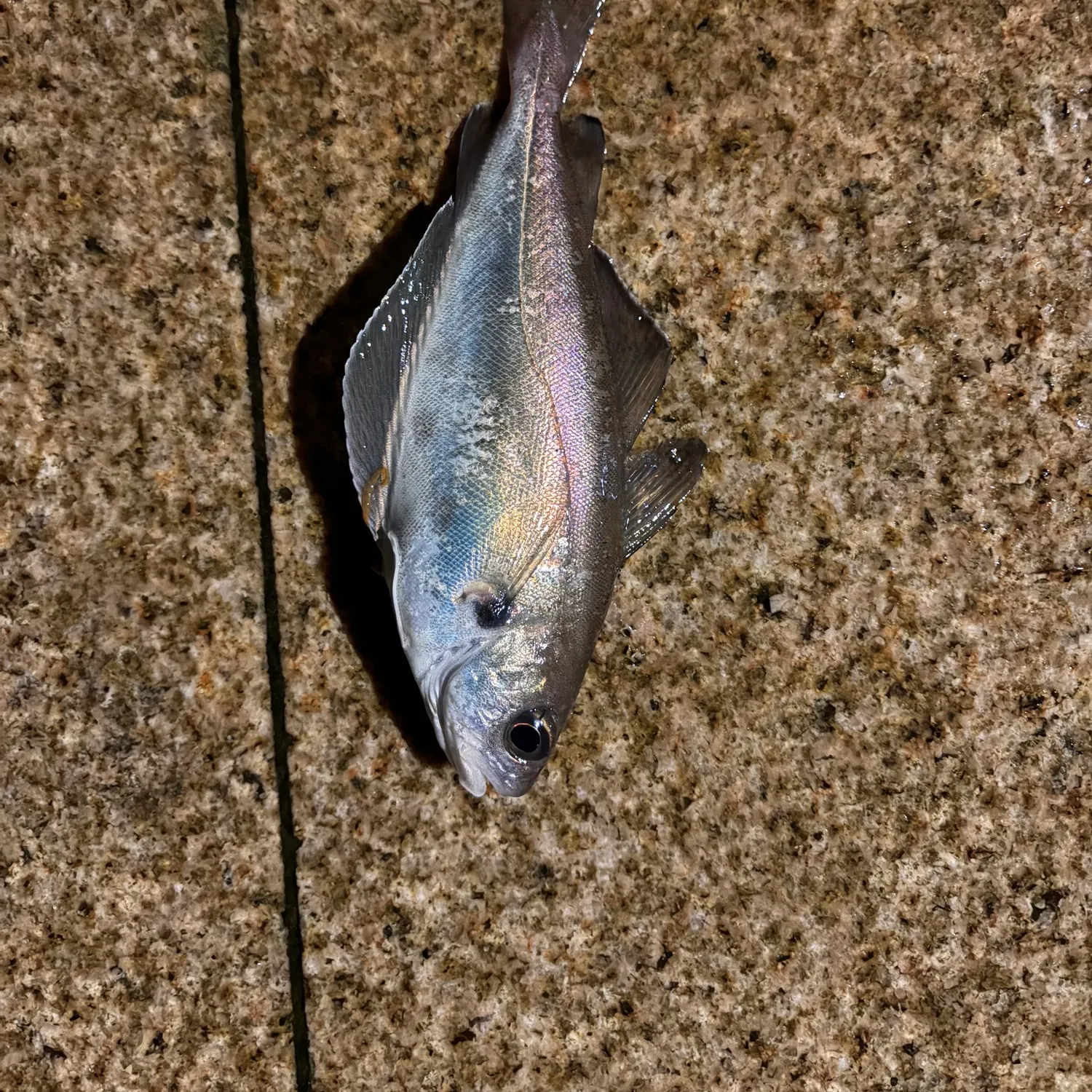 The most recent Pouting catches on Fishbrain