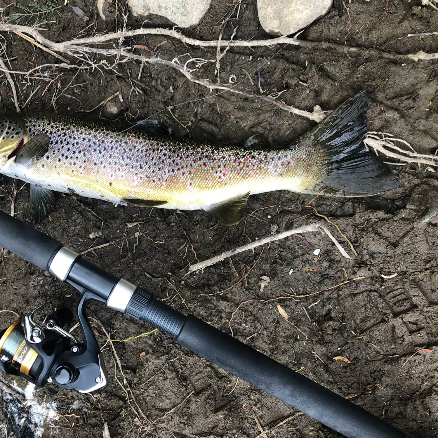Brown trout caught on Fishbrain