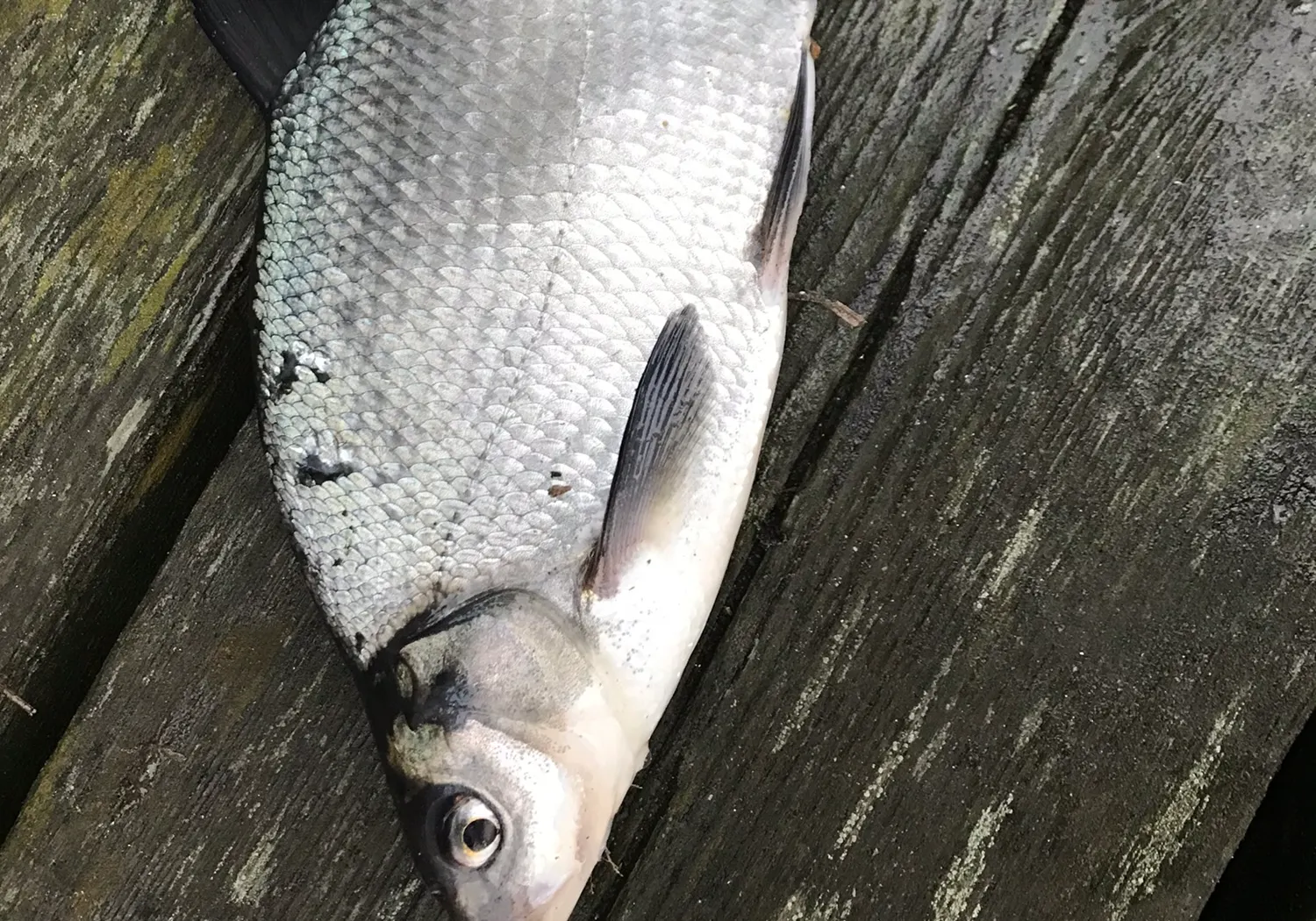 White bream