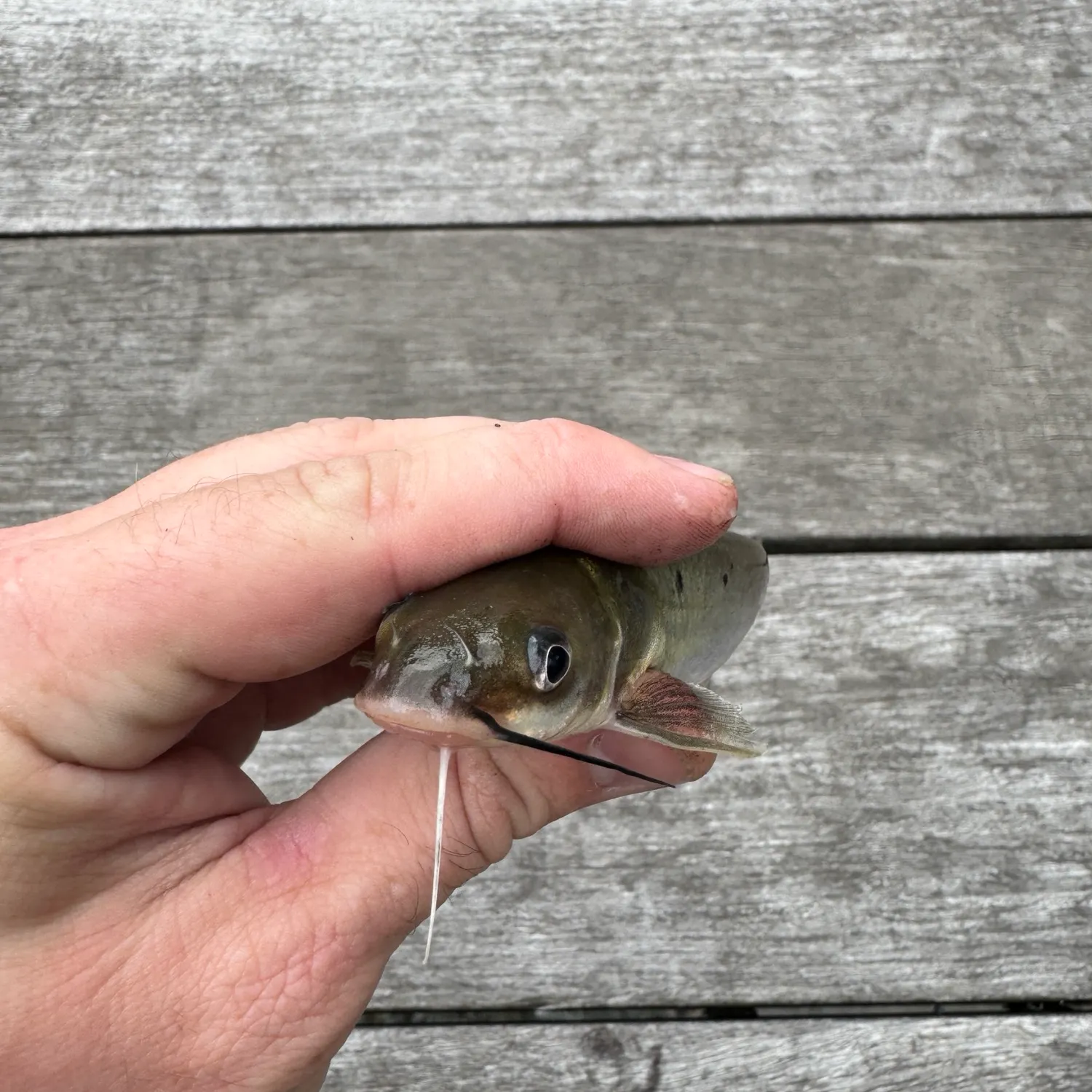 Channel catfish caught on Fishbrain