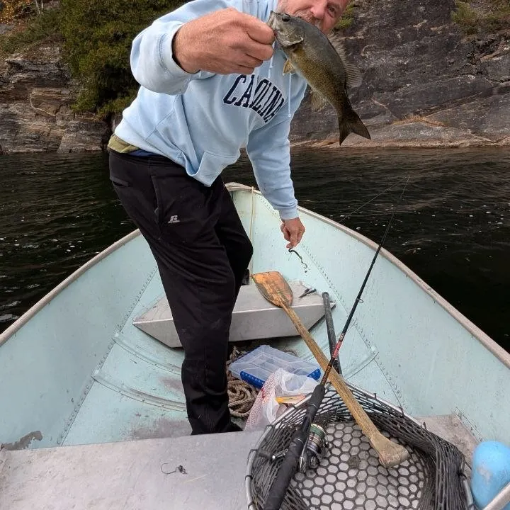 Smallmouth bass caught on Fishbrain
