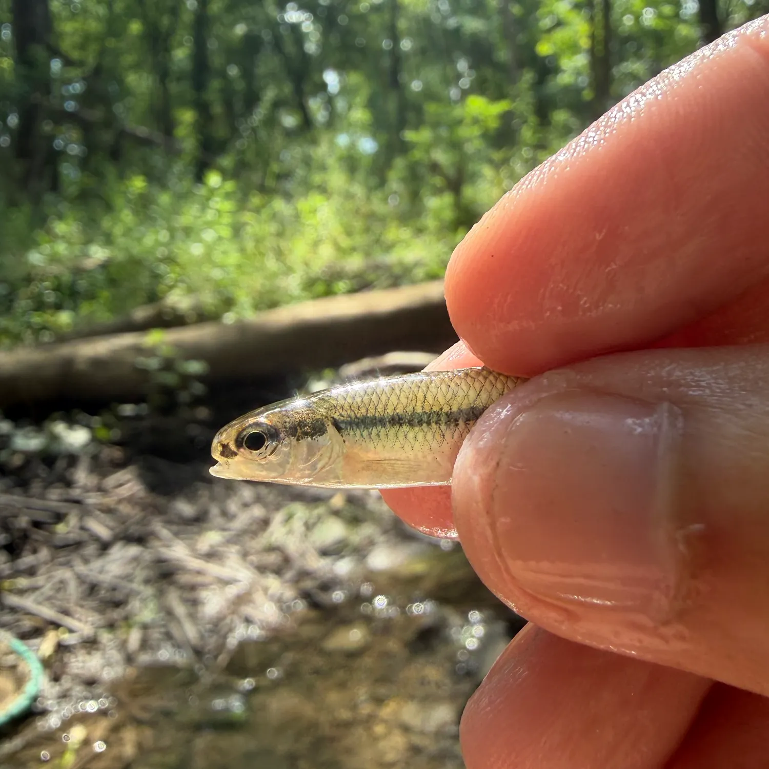 The most recent Bluntnose minnow catches on Fishbrain