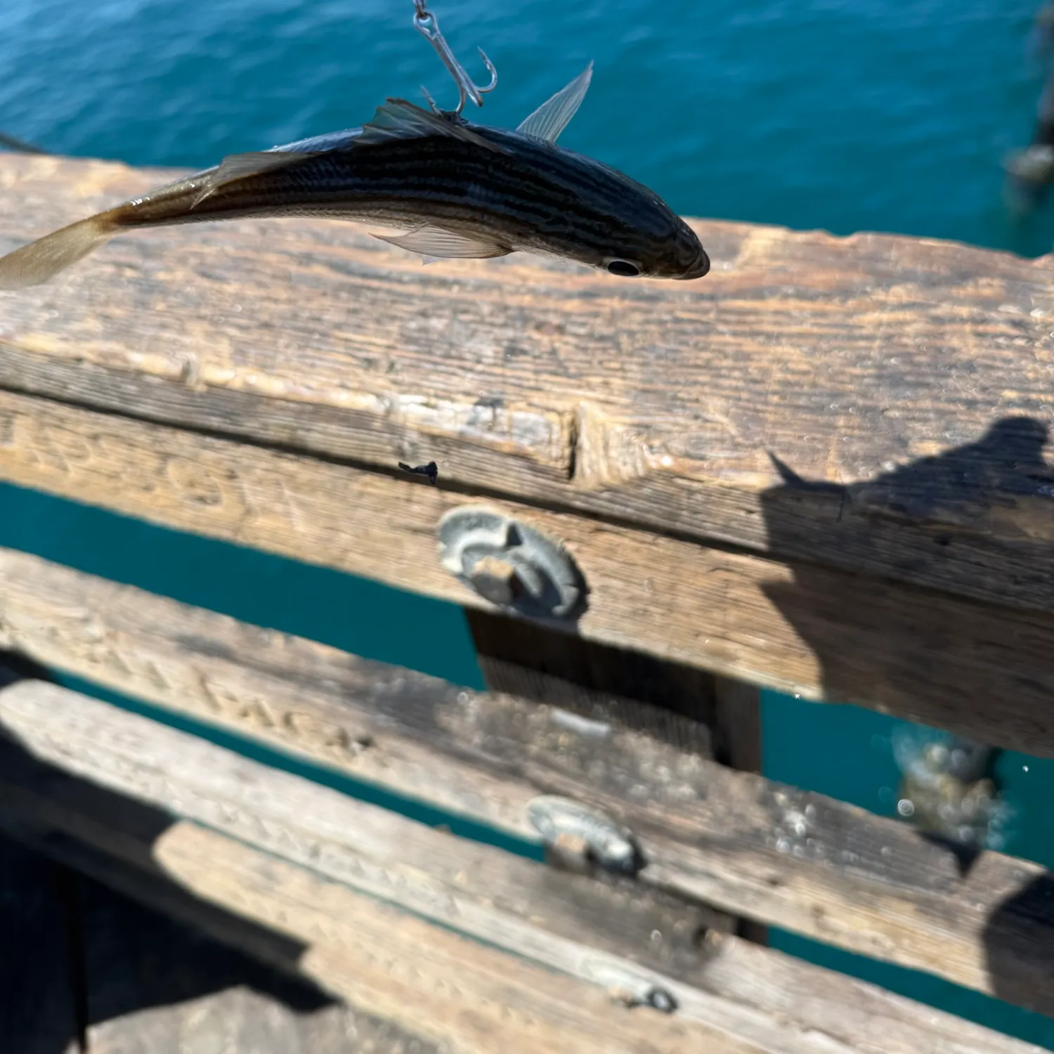The most recent Salema porgy catches on Fishbrain