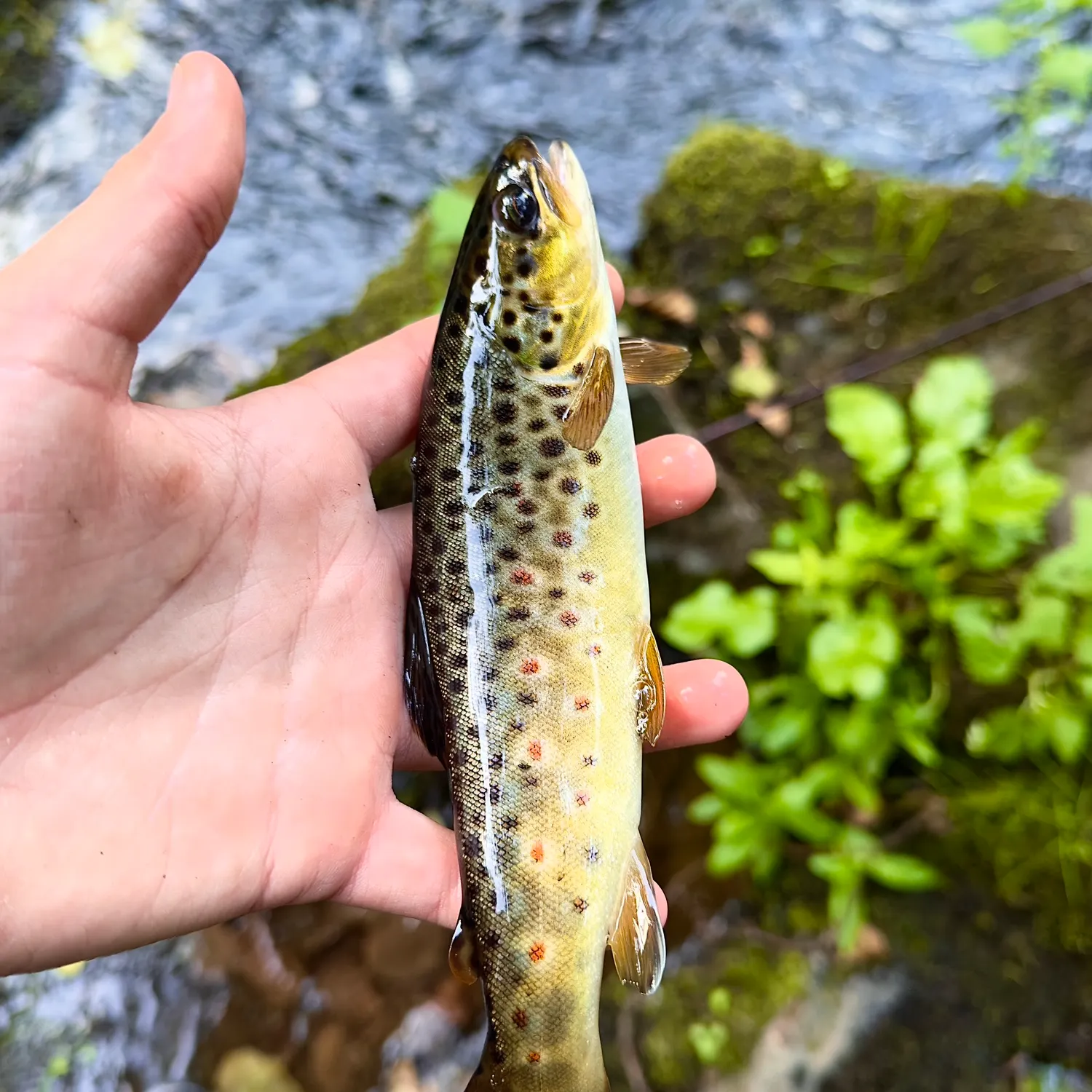 Brown trout caught on Fishbrain