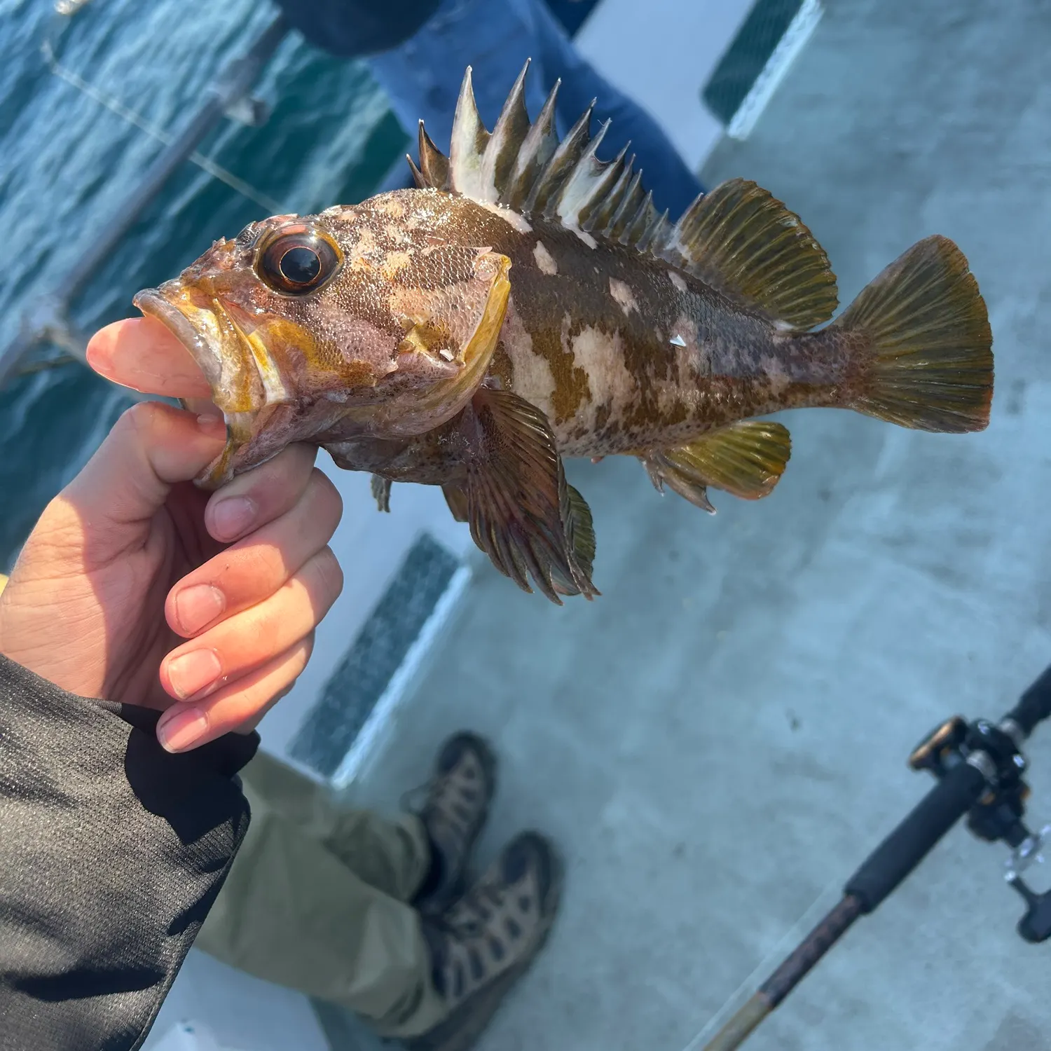 The most recent Gopher rockfish catches on Fishbrain
