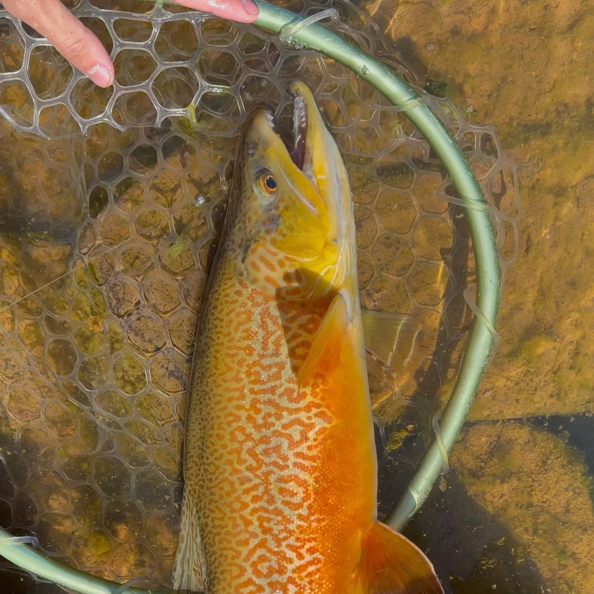 The most recent Tiger trout catches on Fishbrain