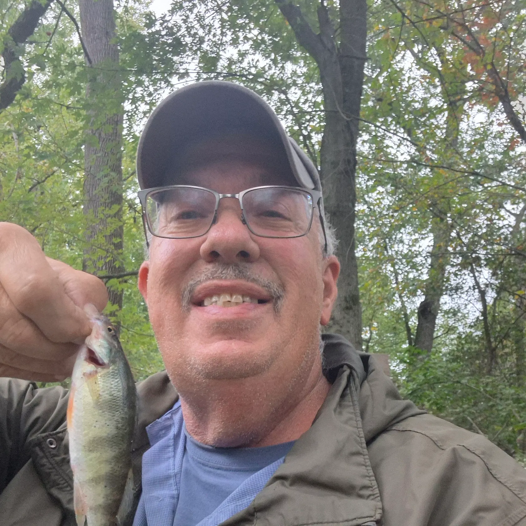 Yellow perch caught on Fishbrain