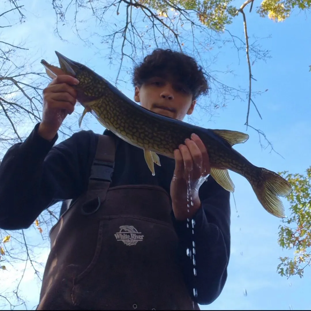 Chain pickerel caught on Fishbrain