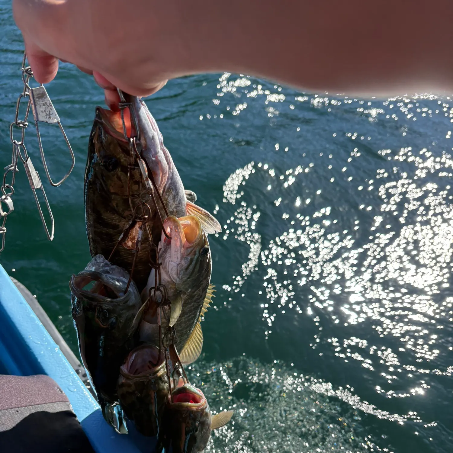 recently logged catches