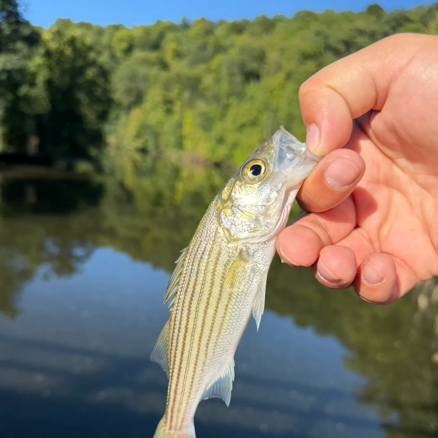 Striped bass caught on Fishbrain