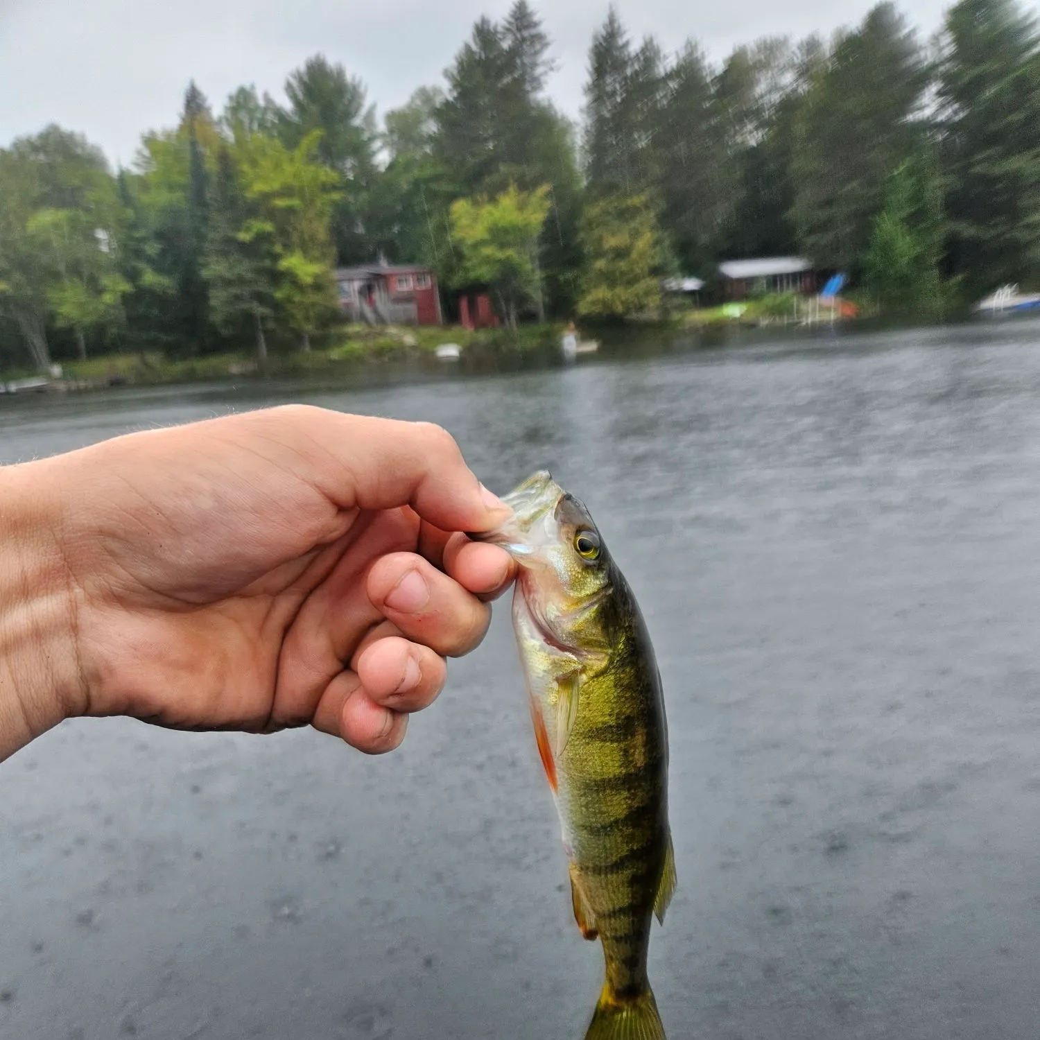 Yellow perch caught on Fishbrain