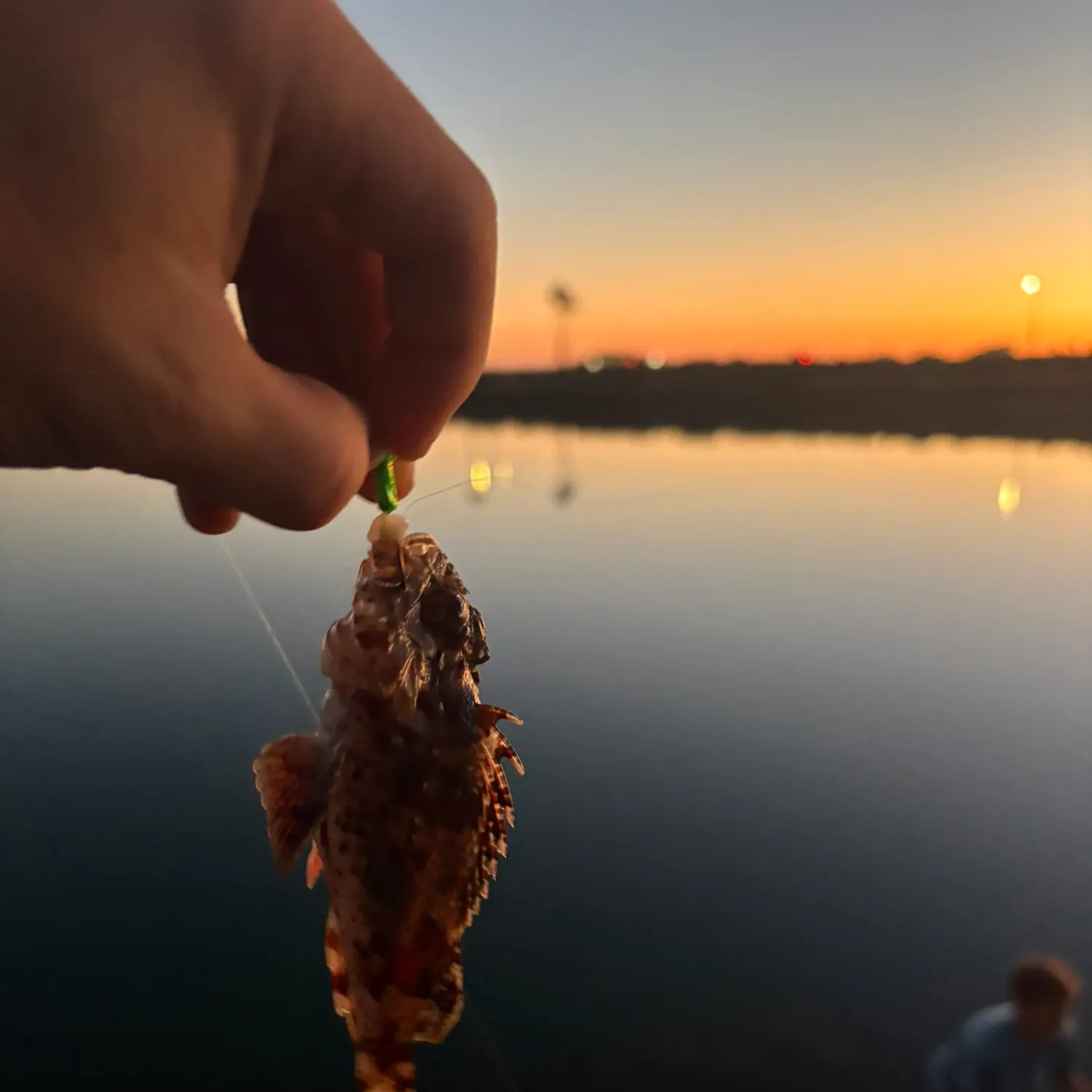 The most recent California scorpionfish catches on Fishbrain