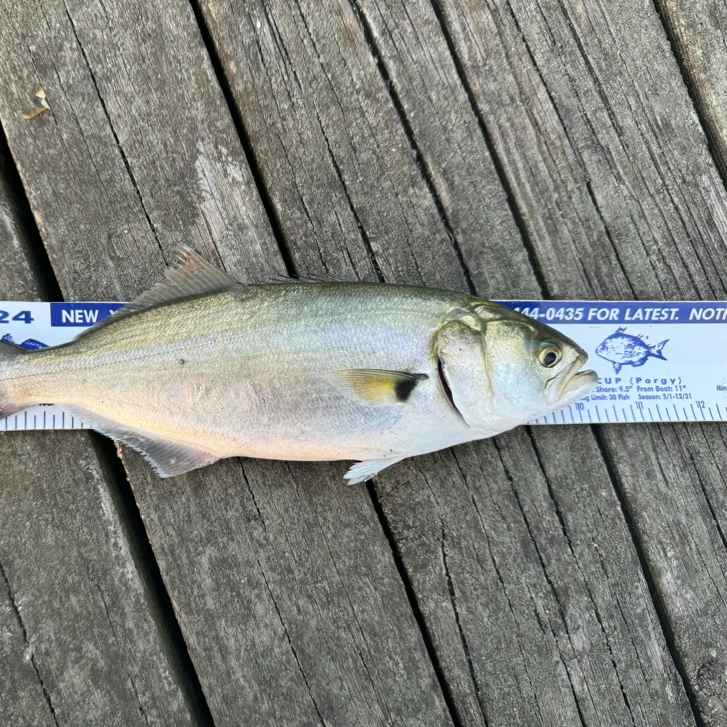 recently logged catches