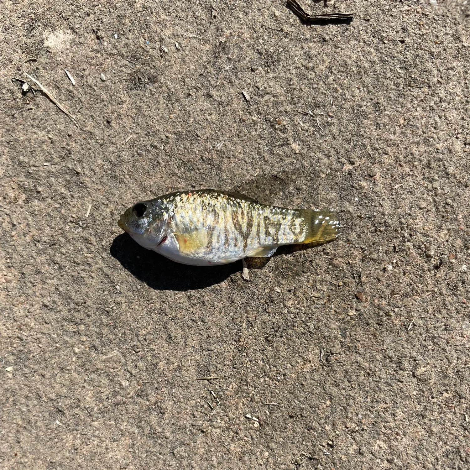 The most recent Guppy catches on Fishbrain