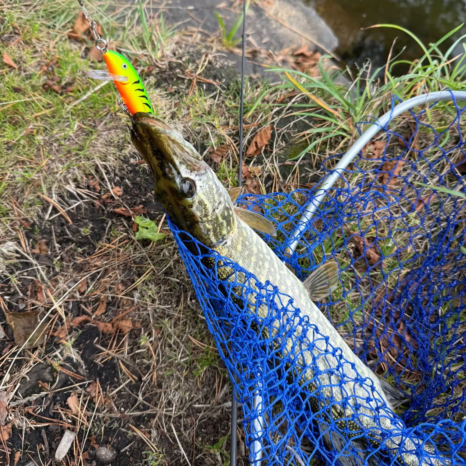Northern pike caught on Fishbrain