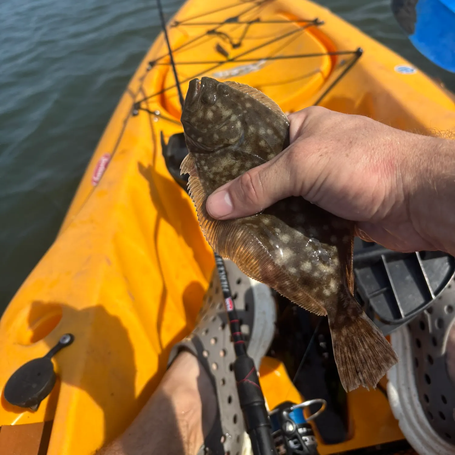 Summer flounder caught on Fishbrain