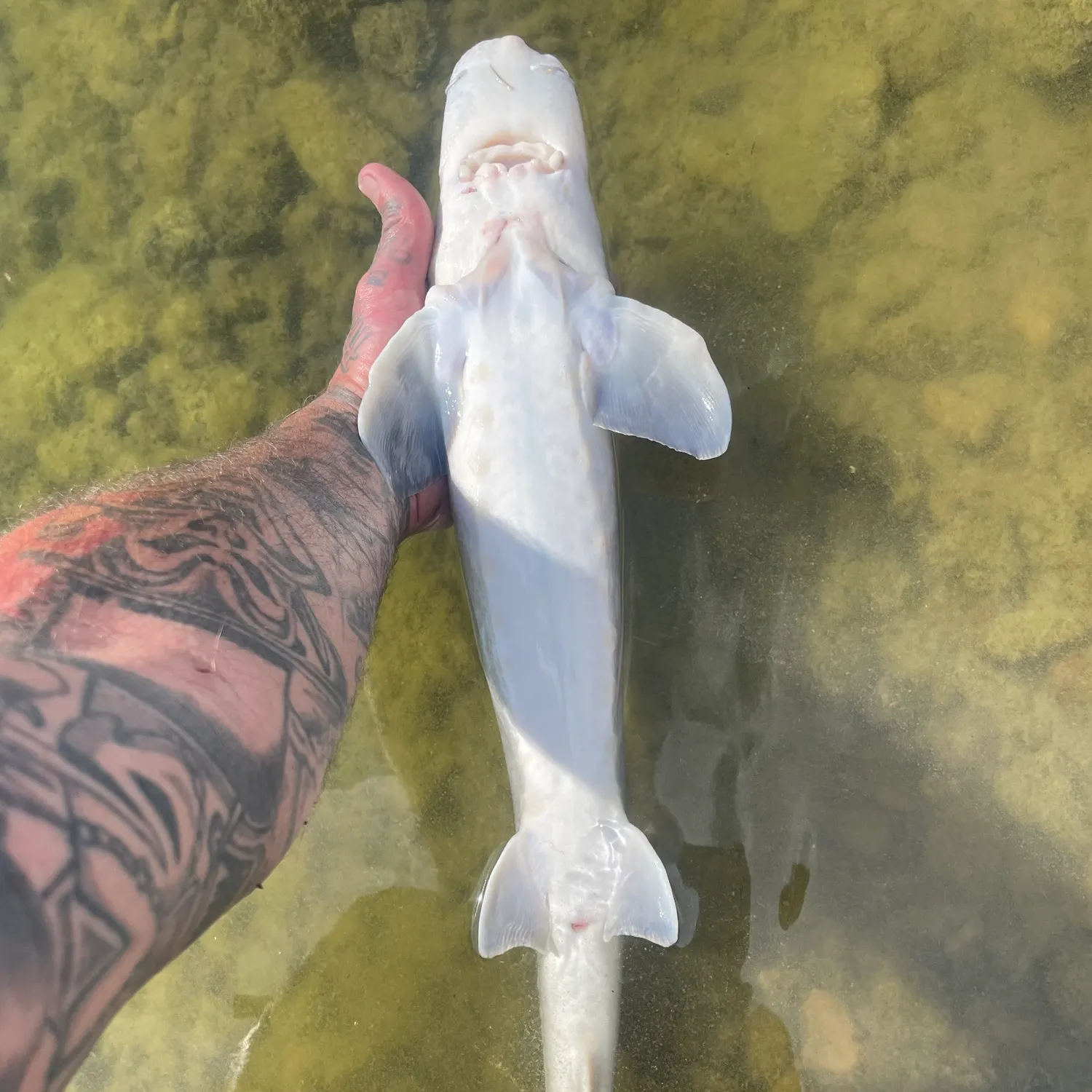 catch