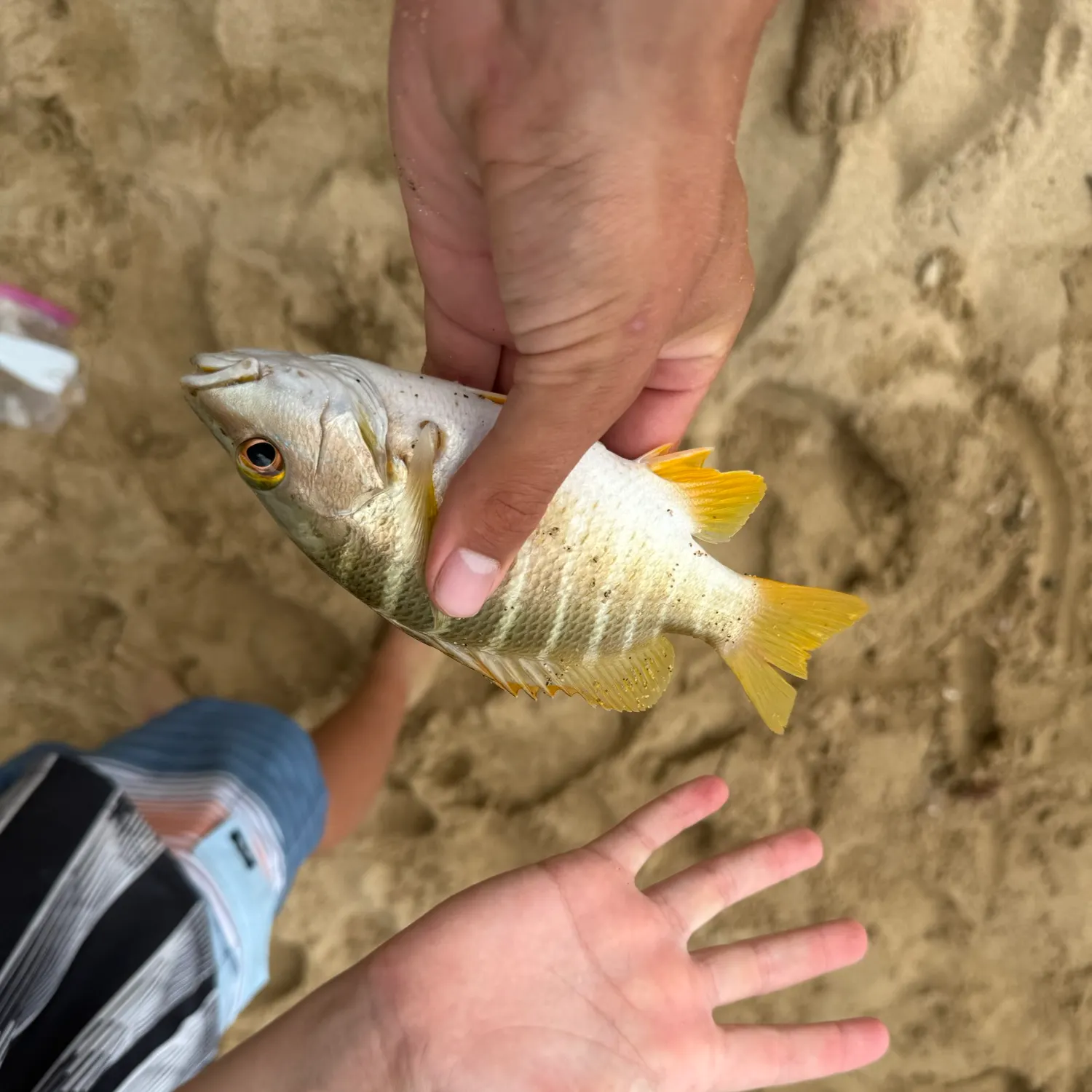 The most recent Schoolmaster snapper catches on Fishbrain