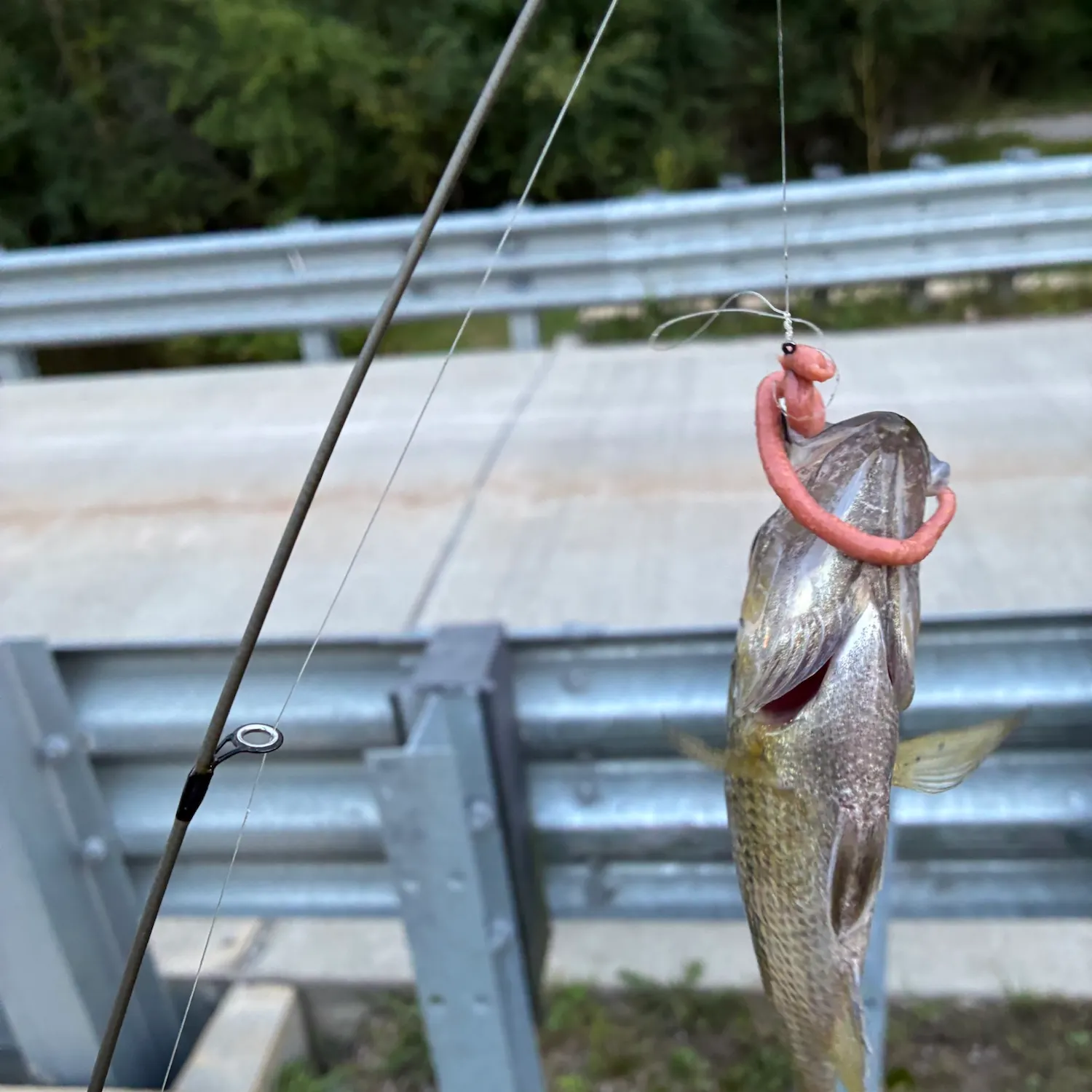 Rock bass caught on Fishbrain
